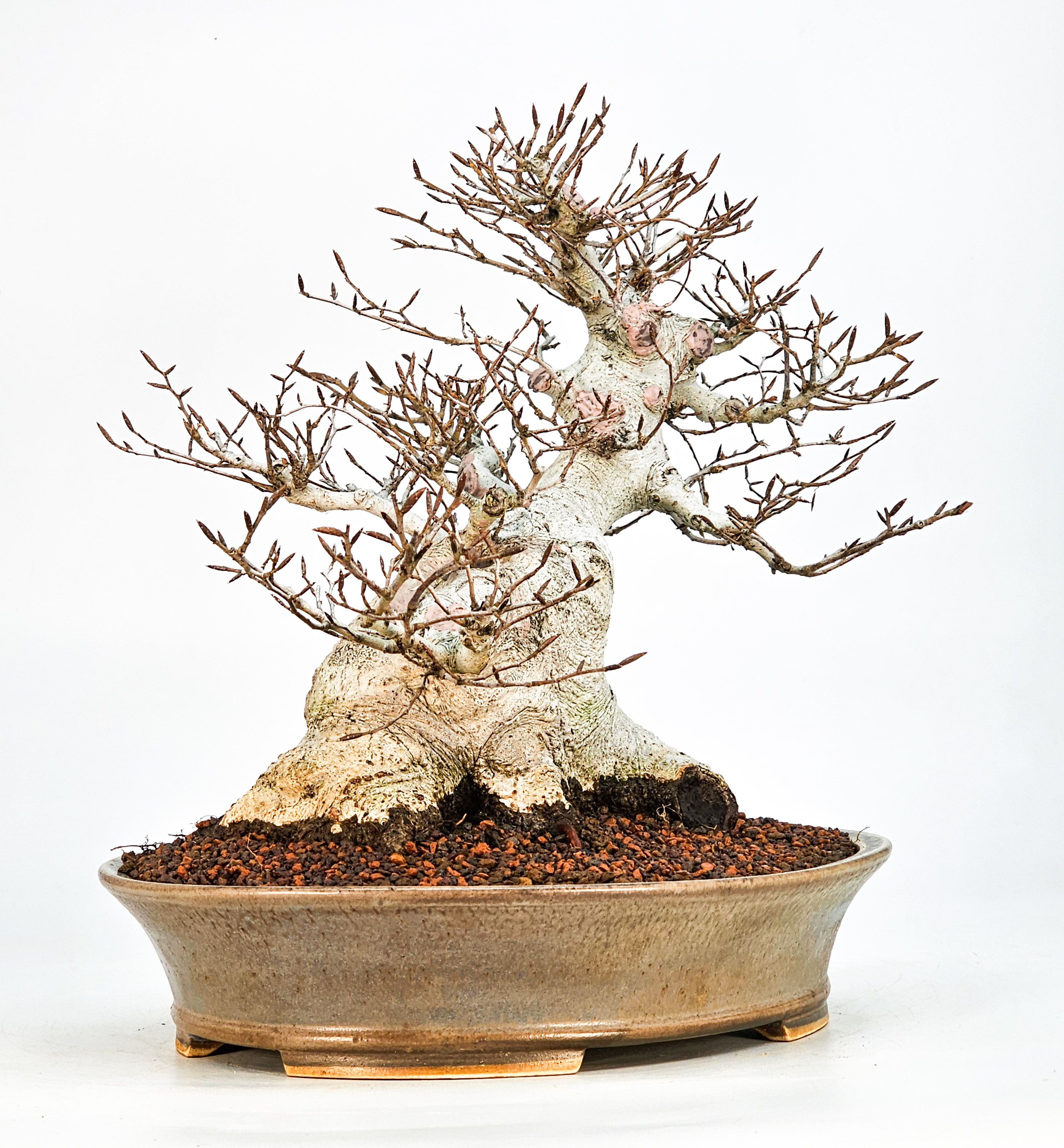 Bonsai Premium Kerbbuche Fagus Crenata 26 cm Video!!! Bonsai Premium Kerbbuche Fagus Crenata 26 cm Video!!!
