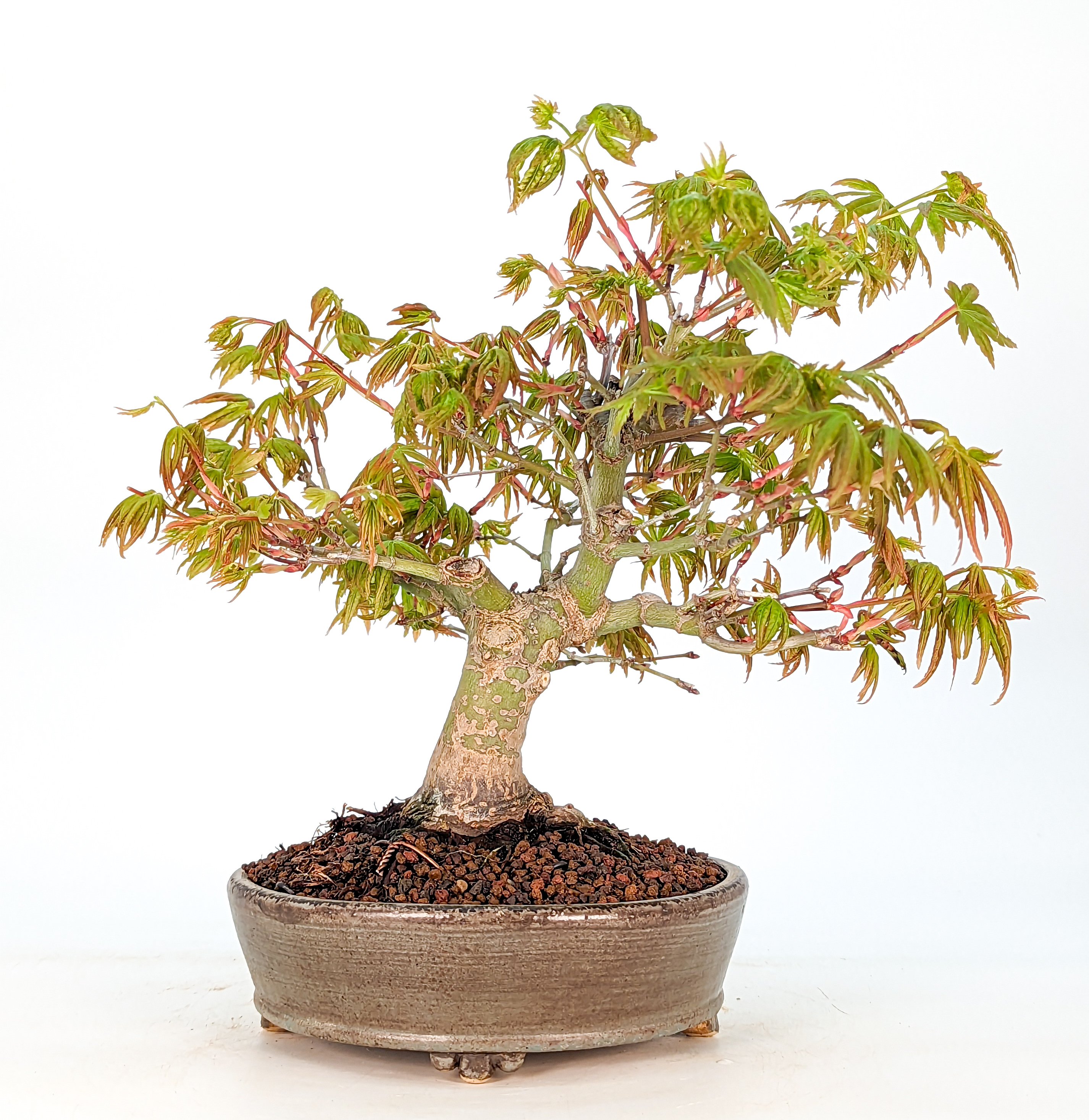 Bonsai Fächerahorn Acer Palmatum Yamamomiji Shohin 17cm 