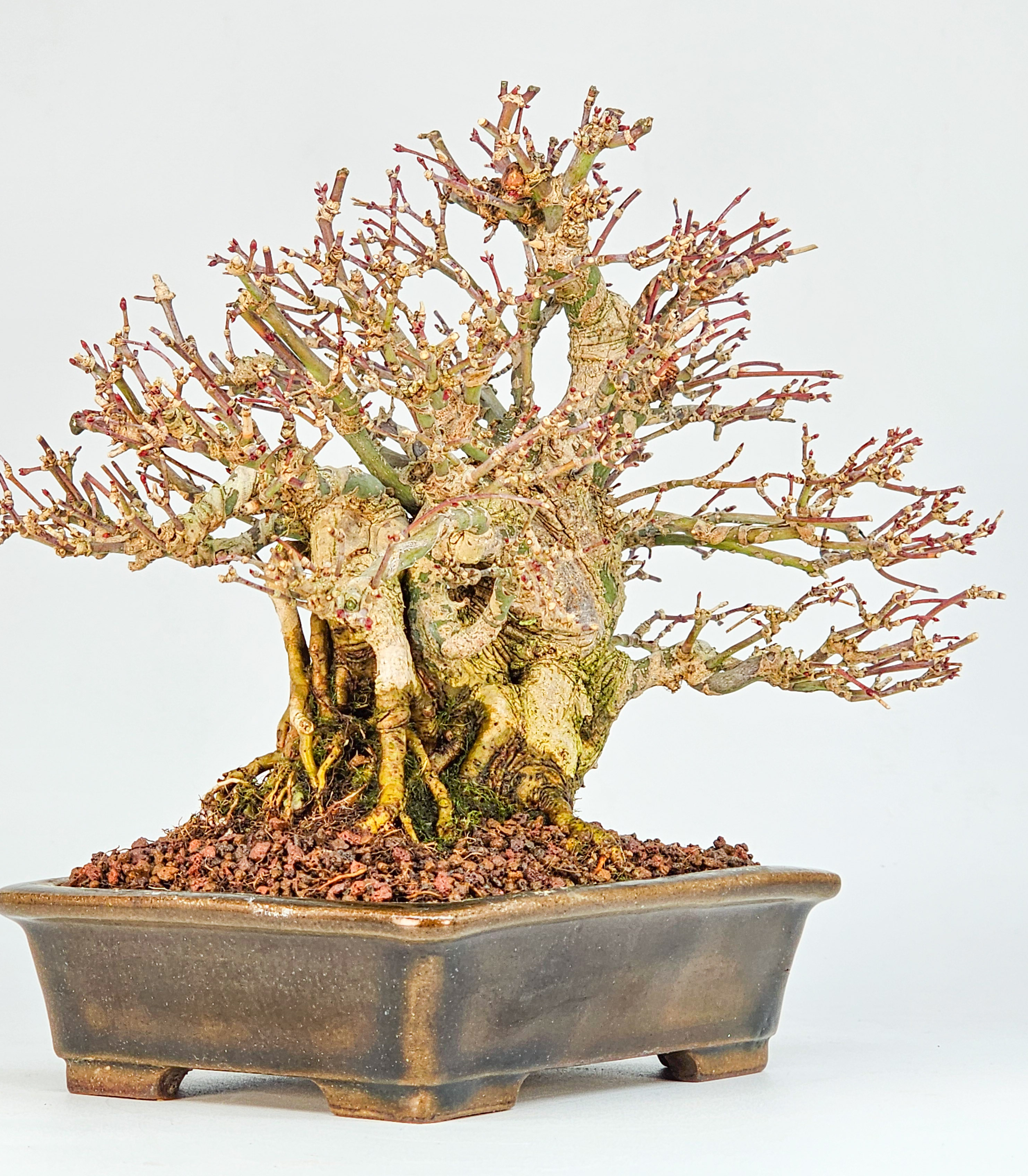 Bonsai Premium Fächerahorn - Acer Palmatum maihime Shohin 16cm