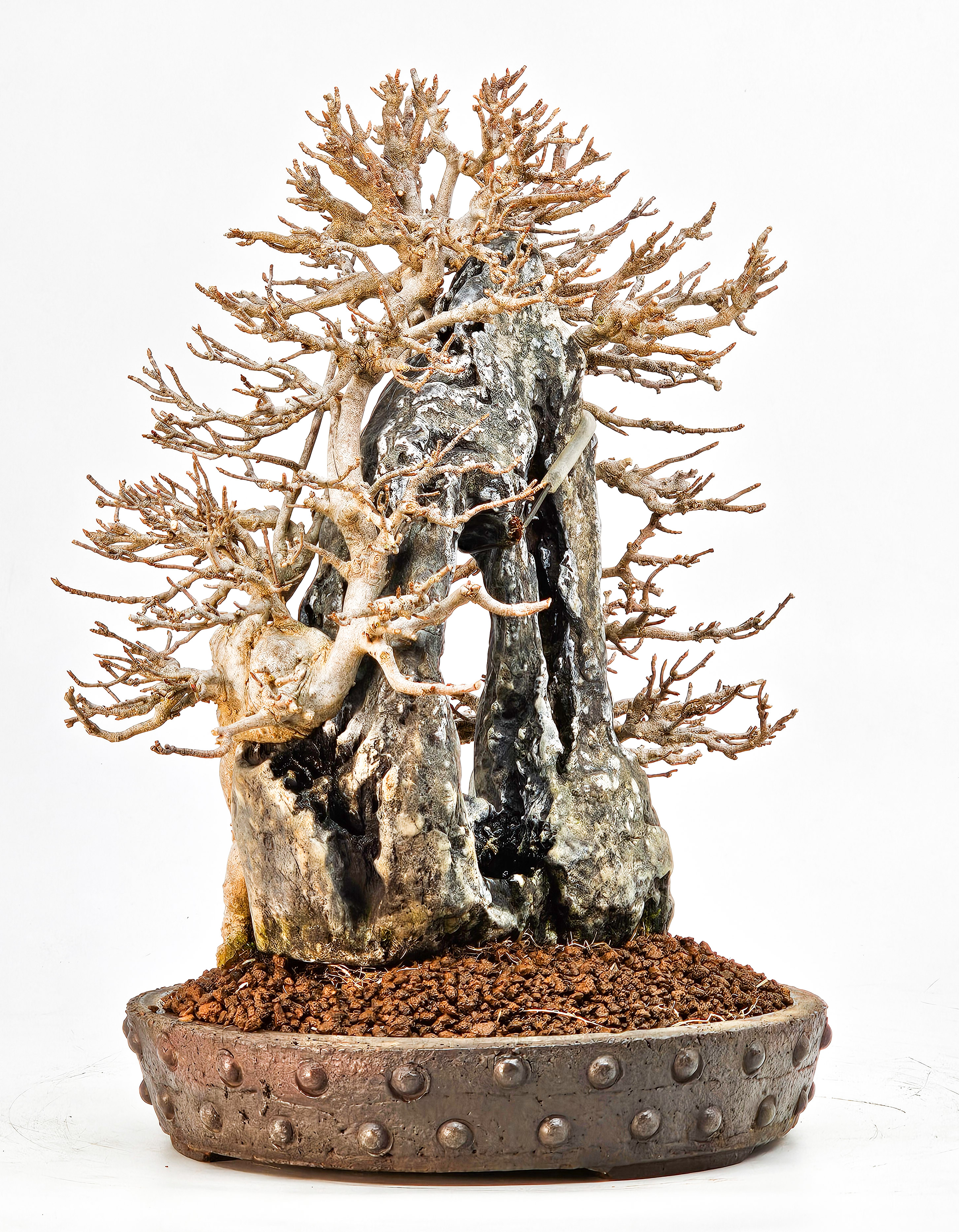 Bonsai Dreispitzahorn - Acer buergerianum Ishizuki 26,5cm - Video!! Bonsai Dreispitzahorn - Acer buergerianum Ishizuki 26,5cm - Video!!