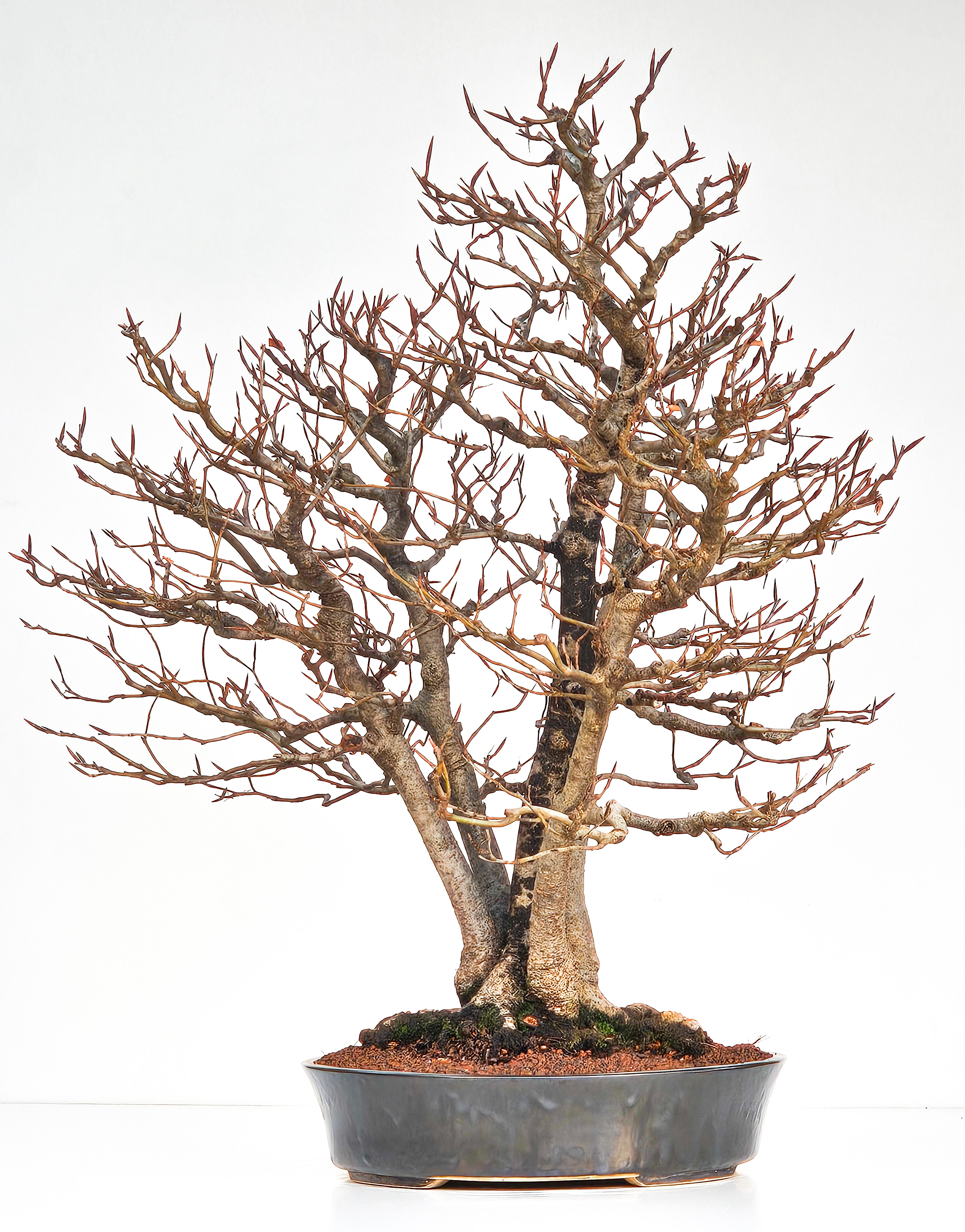 Bonsai Multitrunk Rotbuche - Fagus sylvatica 66cm 