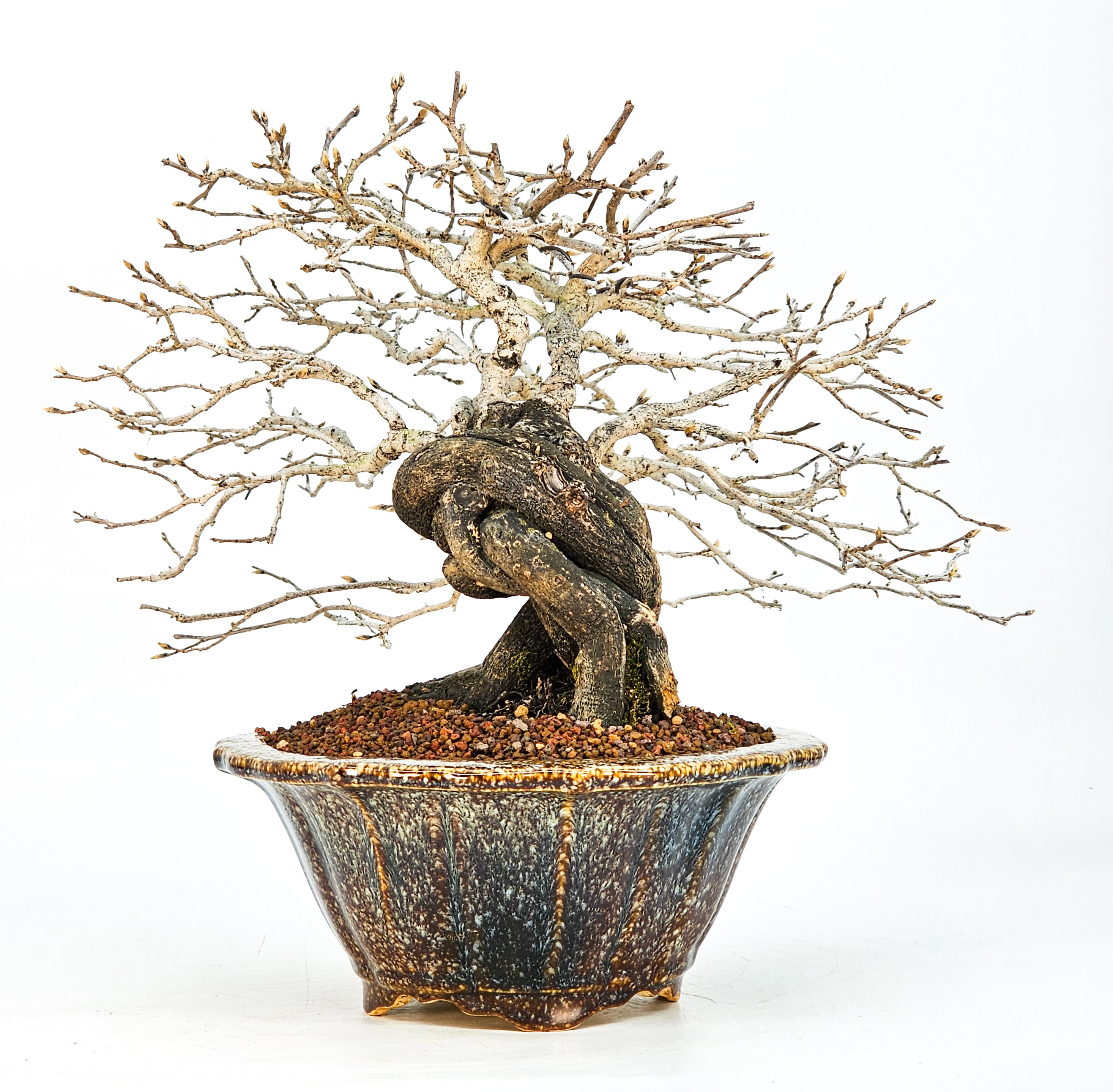 Bonsai Diospyros kaki Kakipflaume 23,5cm - Video!!