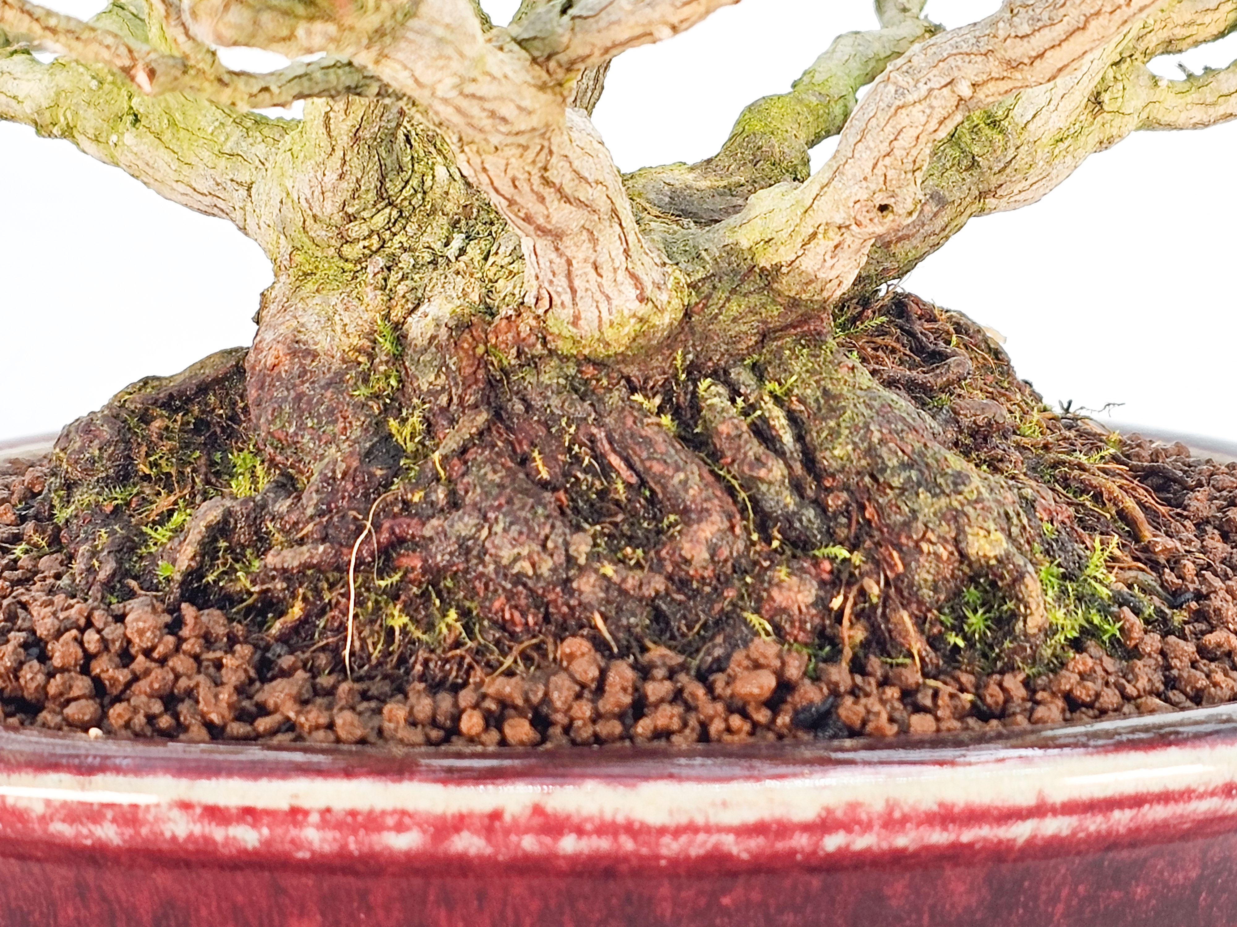 Bonsai Premium Dreispitzahorn - Acer buergerianum Shohin 19cm - Video Bonsai Premium Dreispitzahorn - Acer buergerianum Shohin 19cm - Video