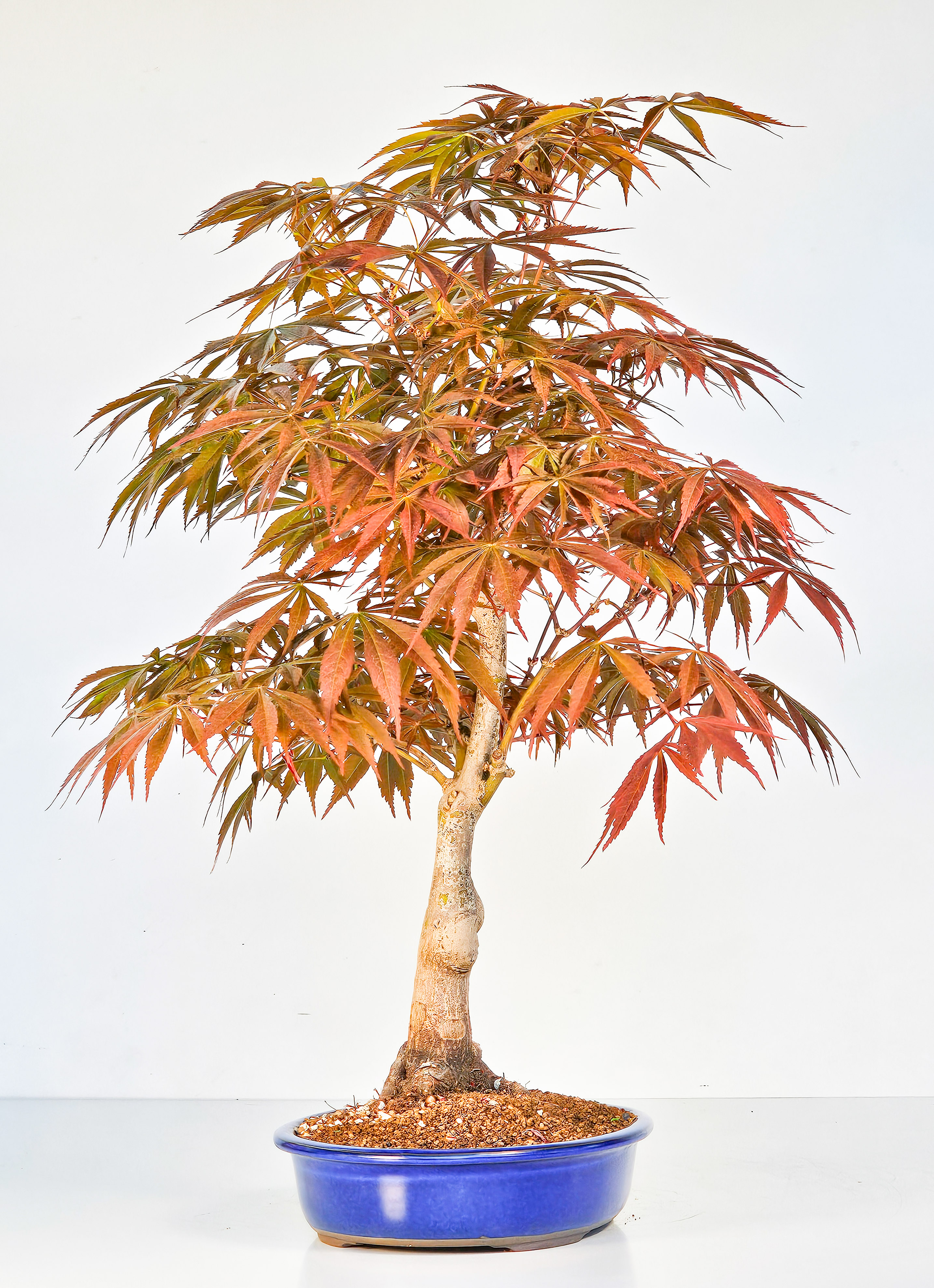 Bonsai Fächerahorn - Acer palmatum Tsuma beni 48cm