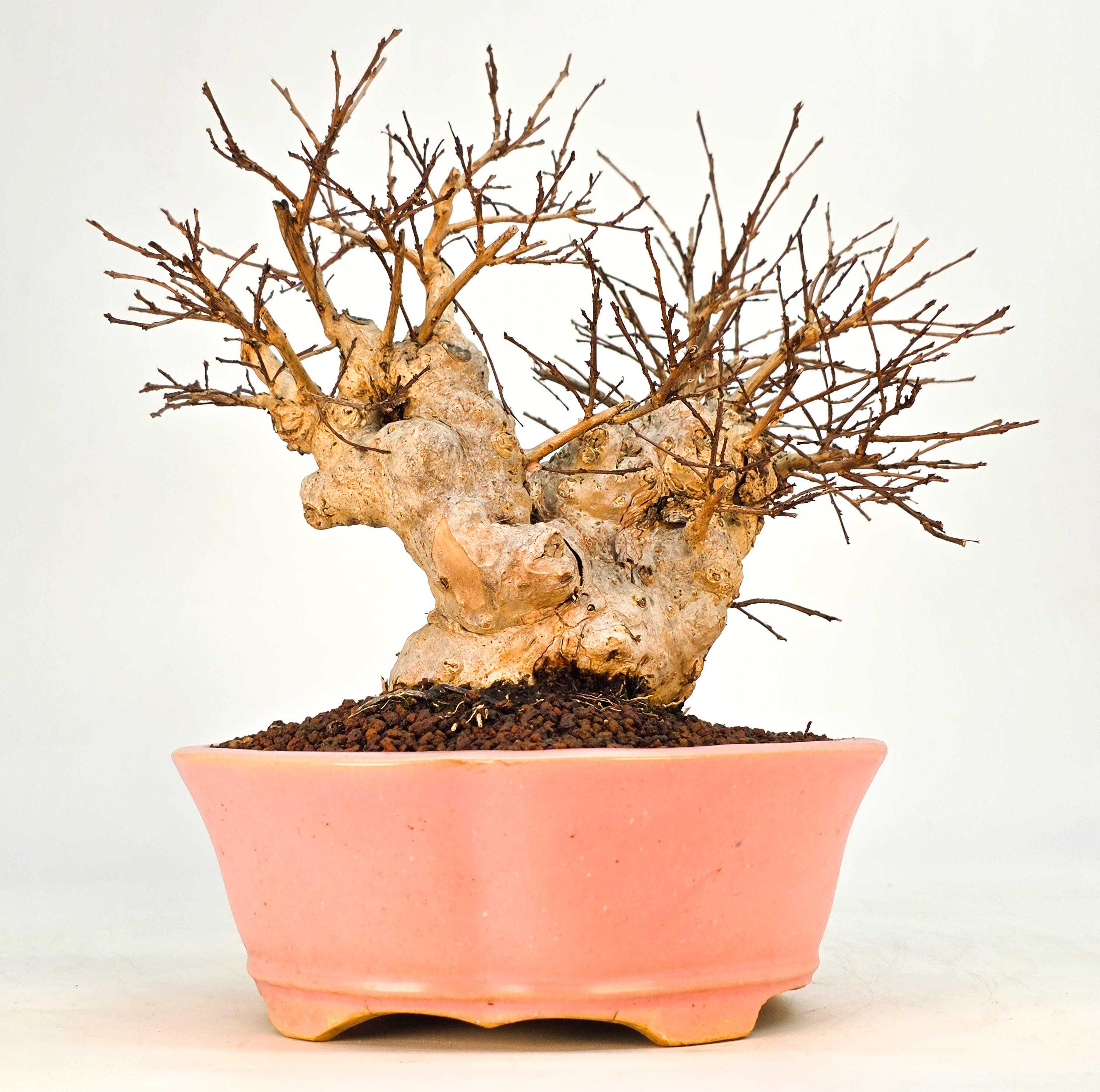 Bonsai Kreppmyrte  - Lagerstroemia indica Shohin 19cm