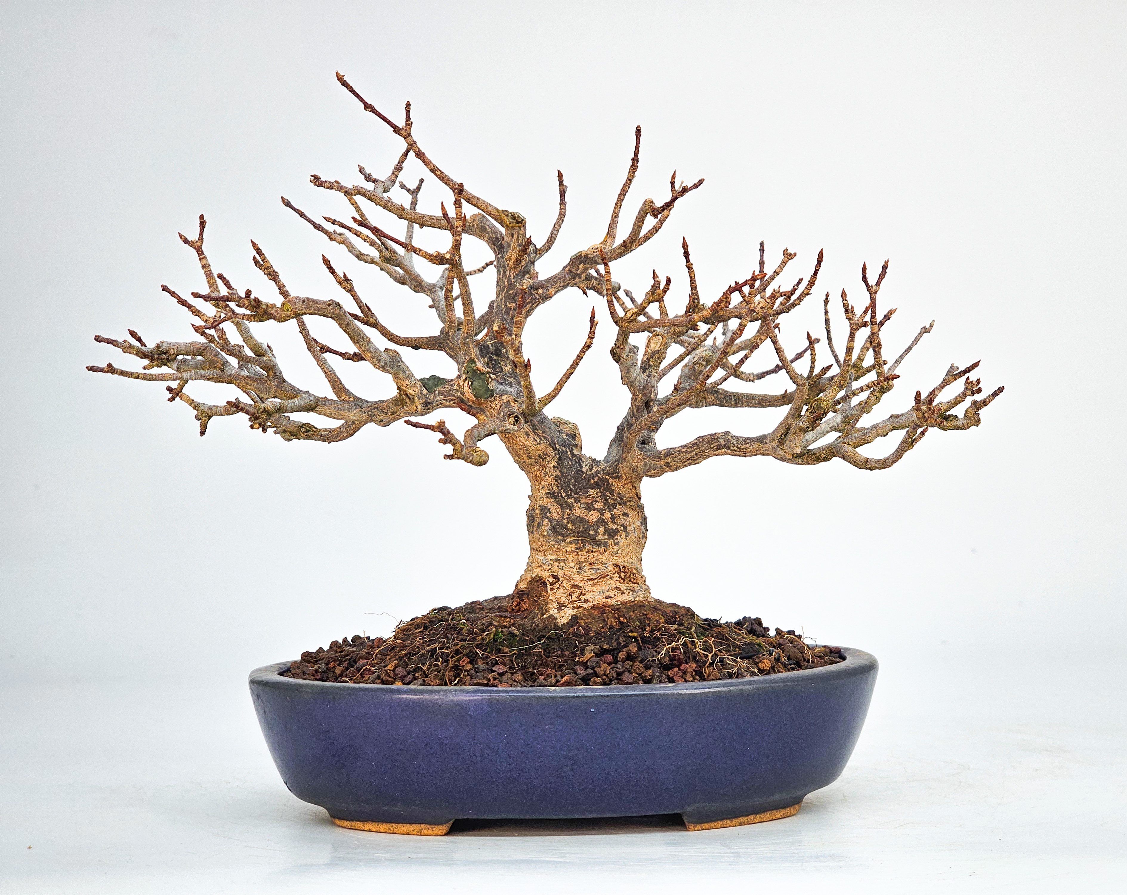 Bonsai Dreispitzahorn - Acer buergerianum Shohin 13cm 