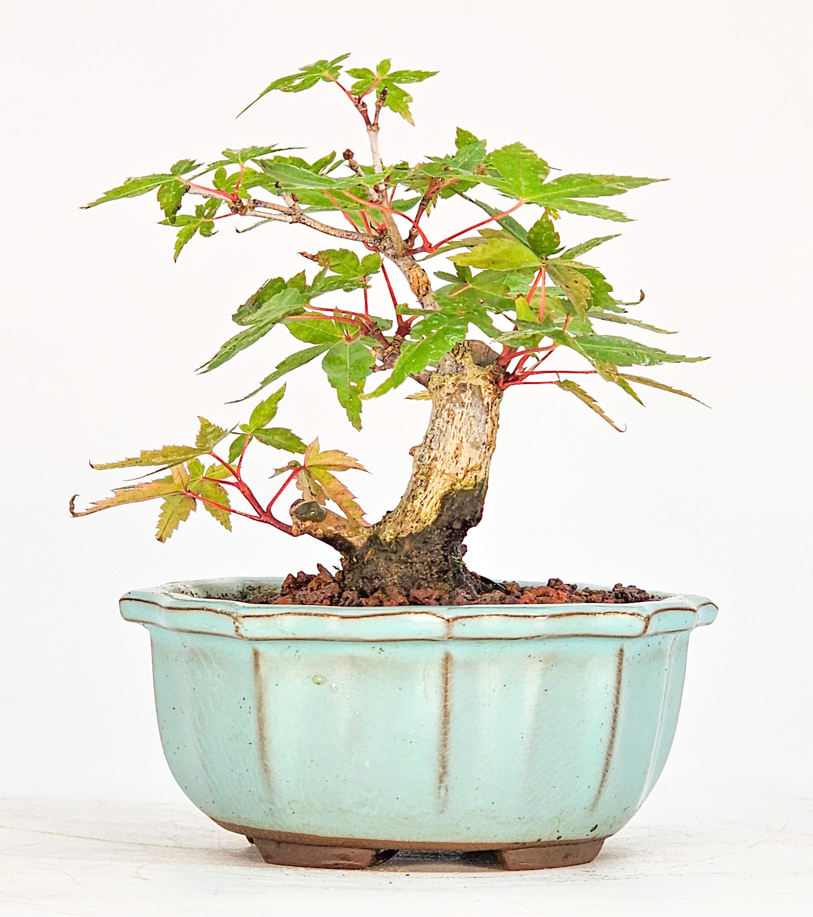 Bonsai Fächerahorn - Acer palmatum deshojo Mame 8cm