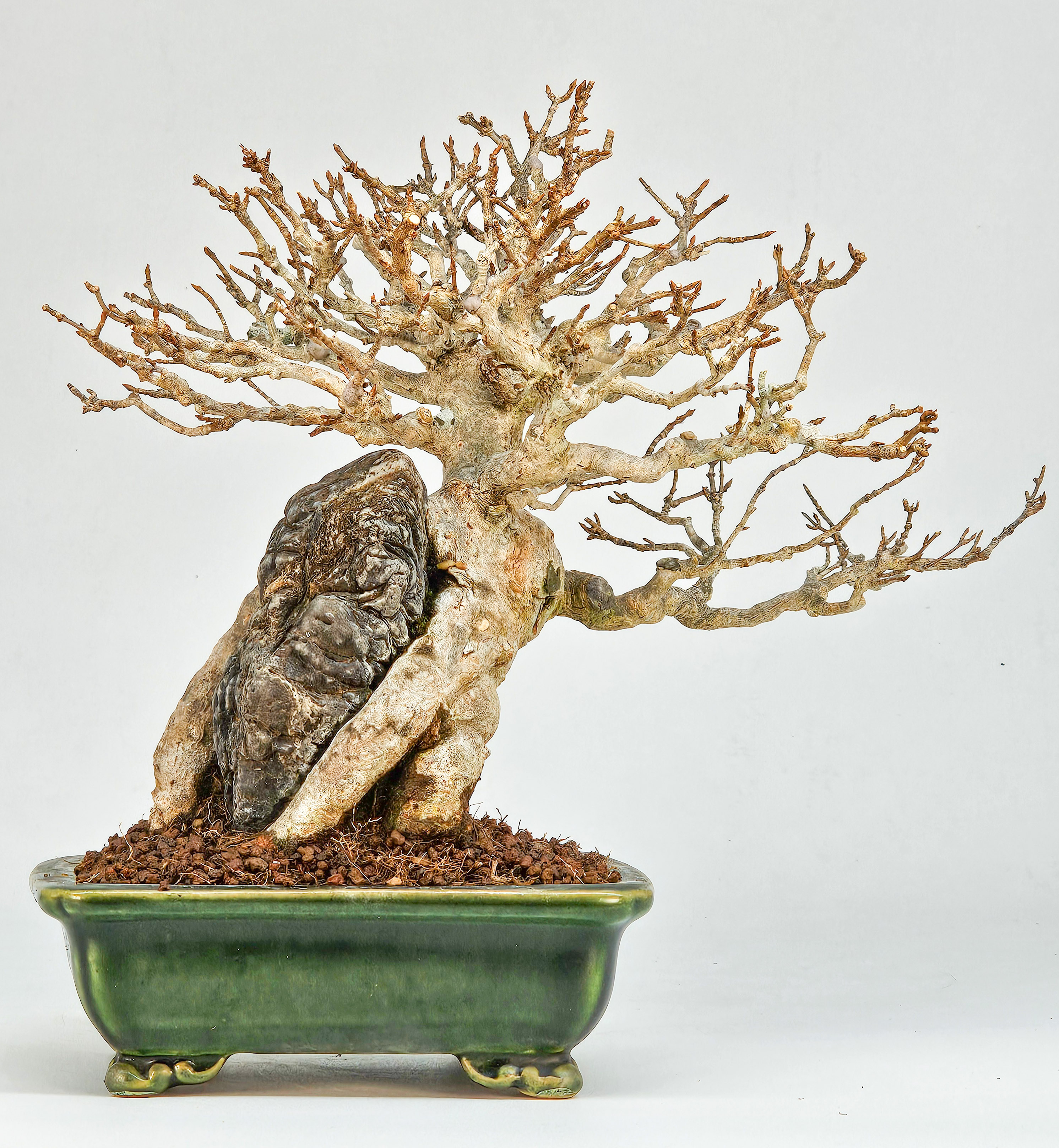 Bonsai Dreispitzahorn - Acer buergerianum Ishizuki Shohin 17cm  