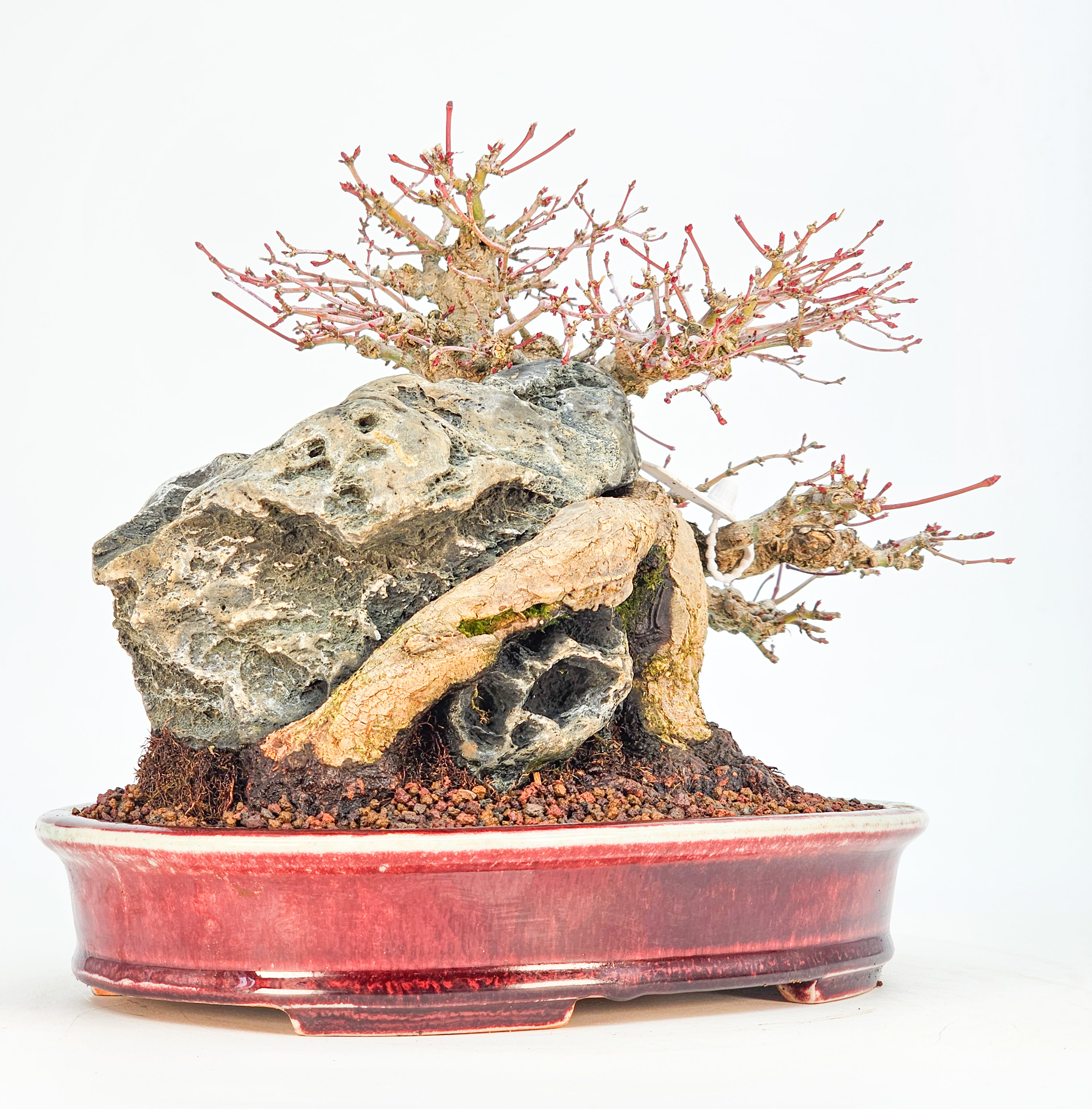 Bonsai Premium Fächerahorn - Acer palmatum Ishizuki Shohin 21cm