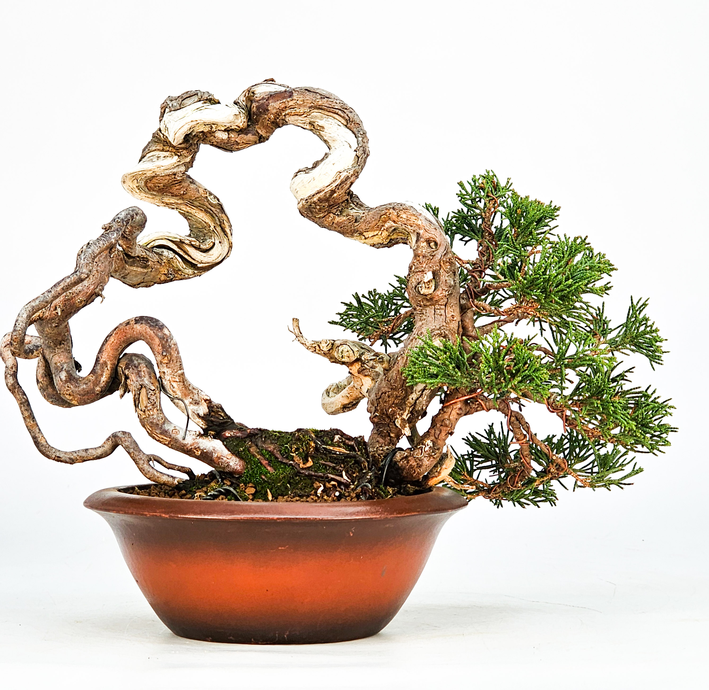 Bonsai Wacholder Juniperus Itoigawa 18cm Video!! Bonsai Wacholder Juniperus Itoigawa 18cm Video!!