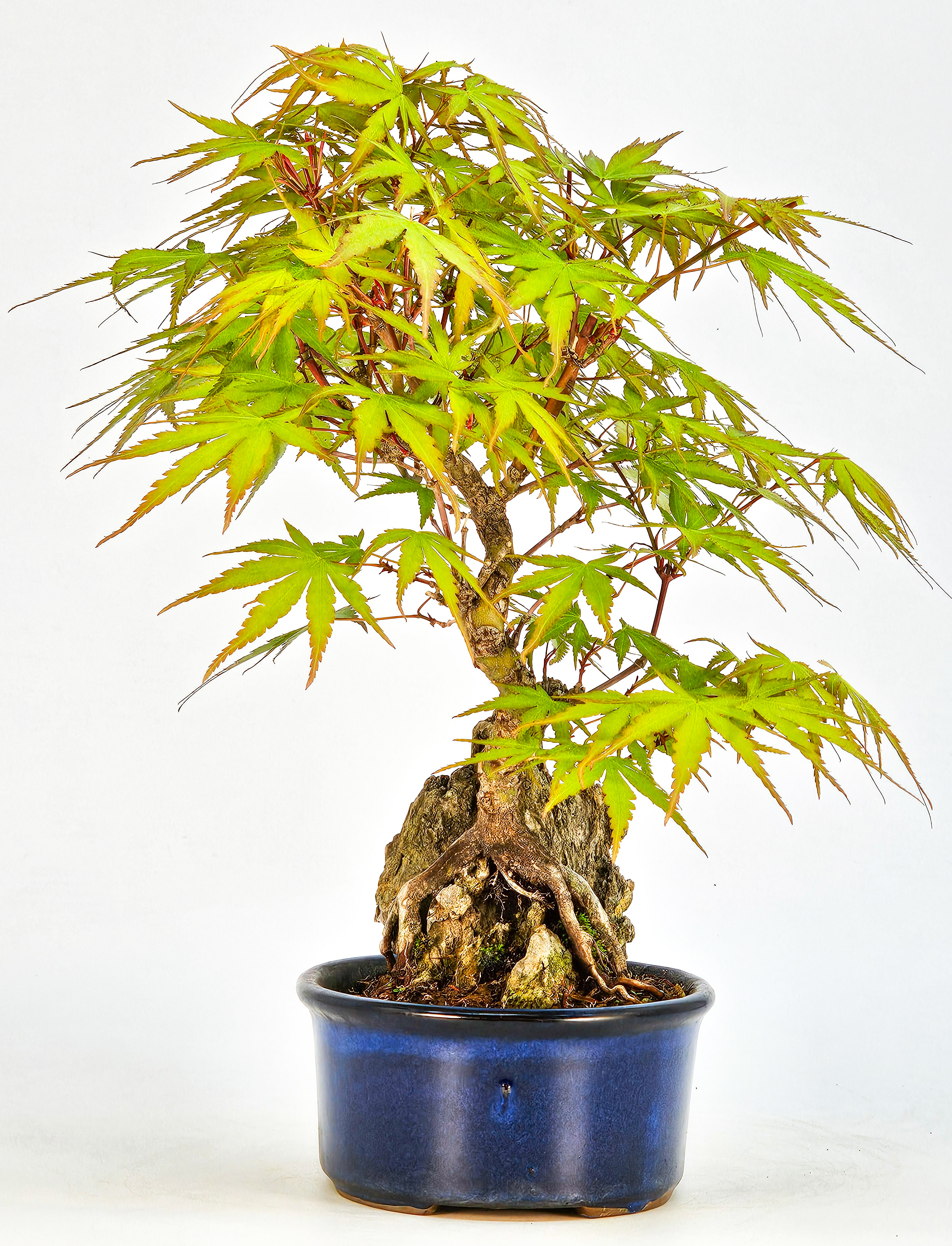 Bonsai Fächerahorn - Acer palmatum Arakawa 21cm   