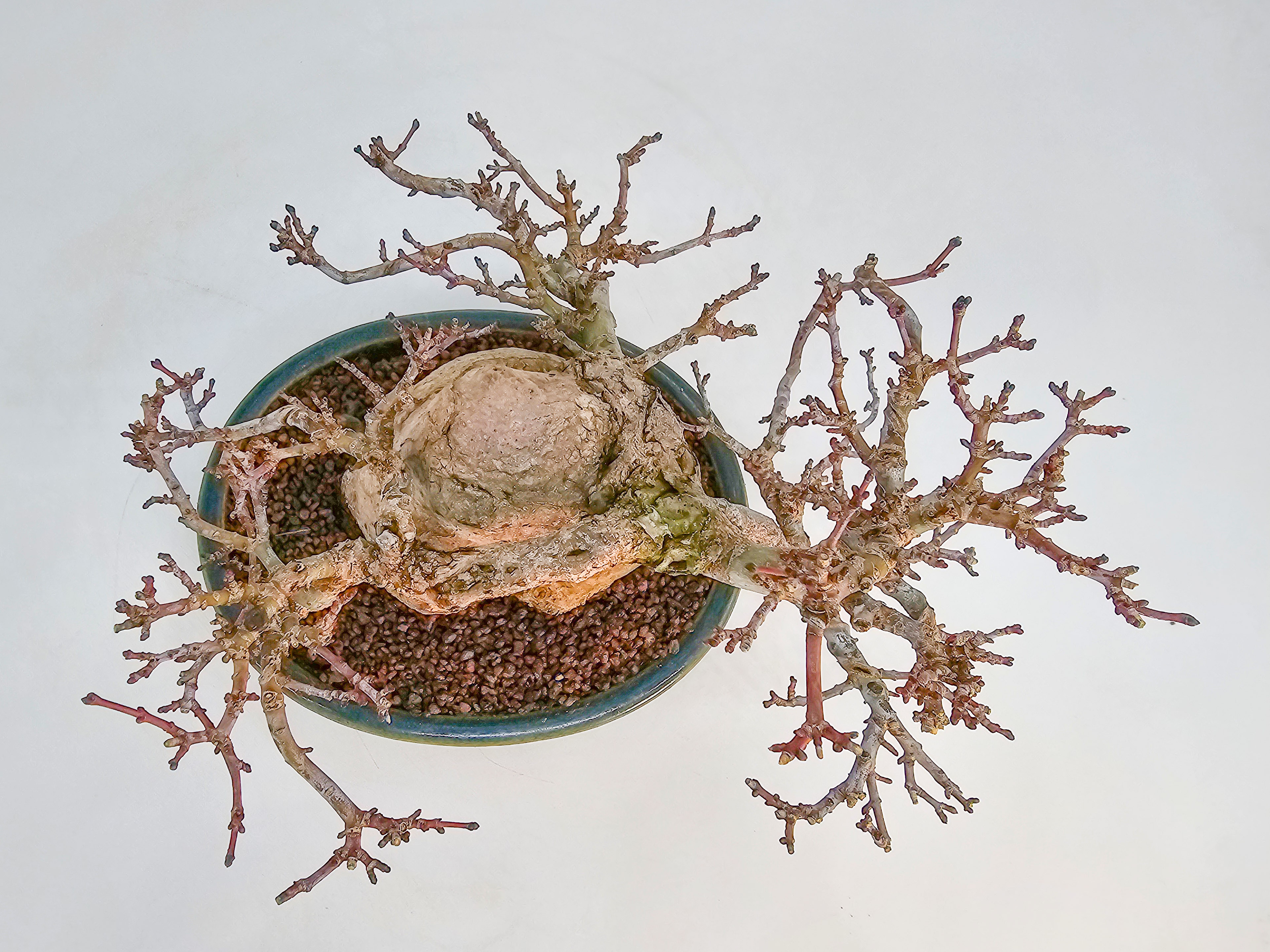 Bonsai Premium Löwenkopfahorn - Acer palmatum Shishigashira Shohin 14cm 