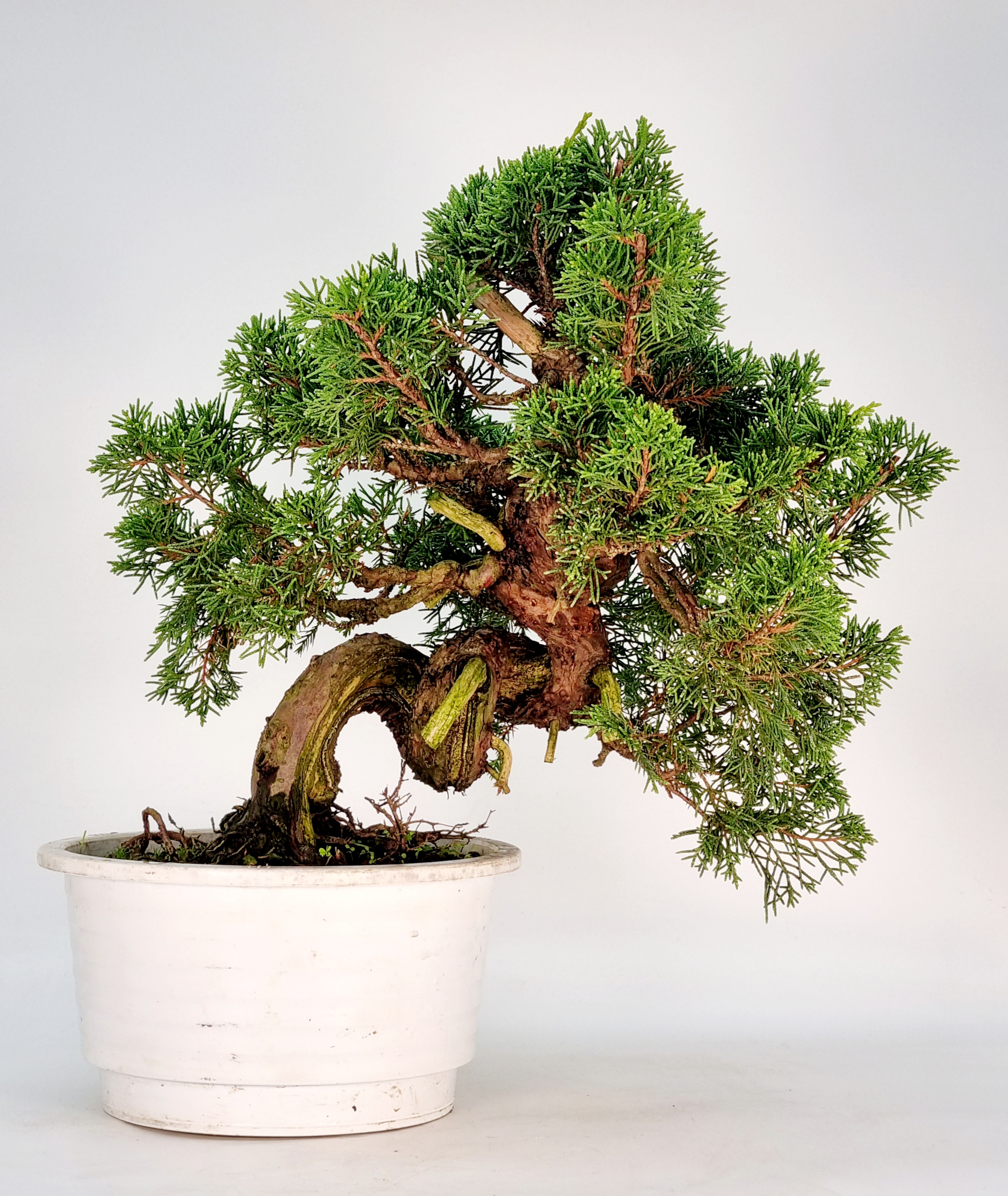 Bonsai Wacholder Juniperus Itoigawa 25cm