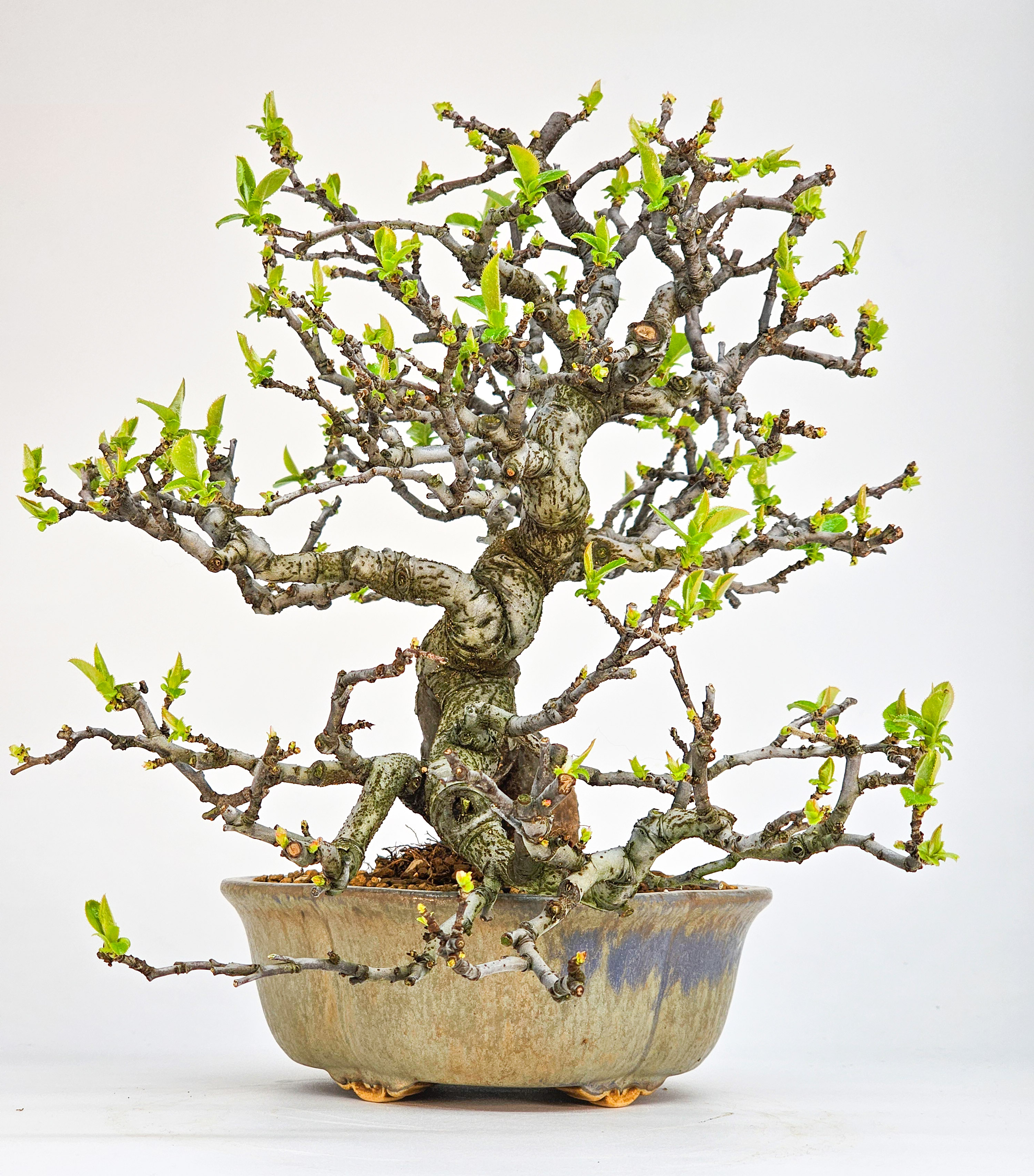 Bonsai Quitte - Pseudocydonia sinensis Shohin 21cm