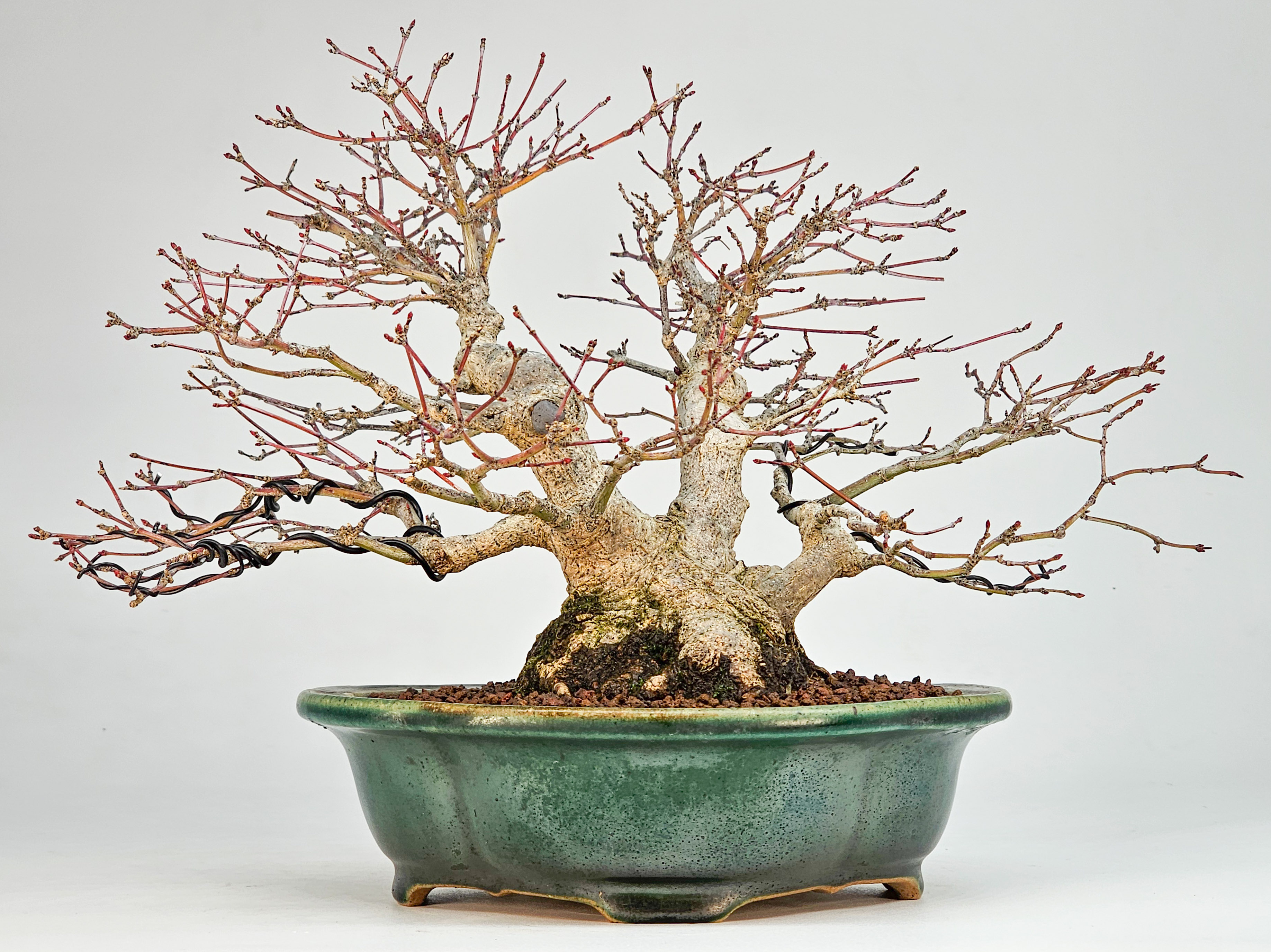 Bonsai Premium Fächerahorn - Acer palmatum Shohin 18cm 