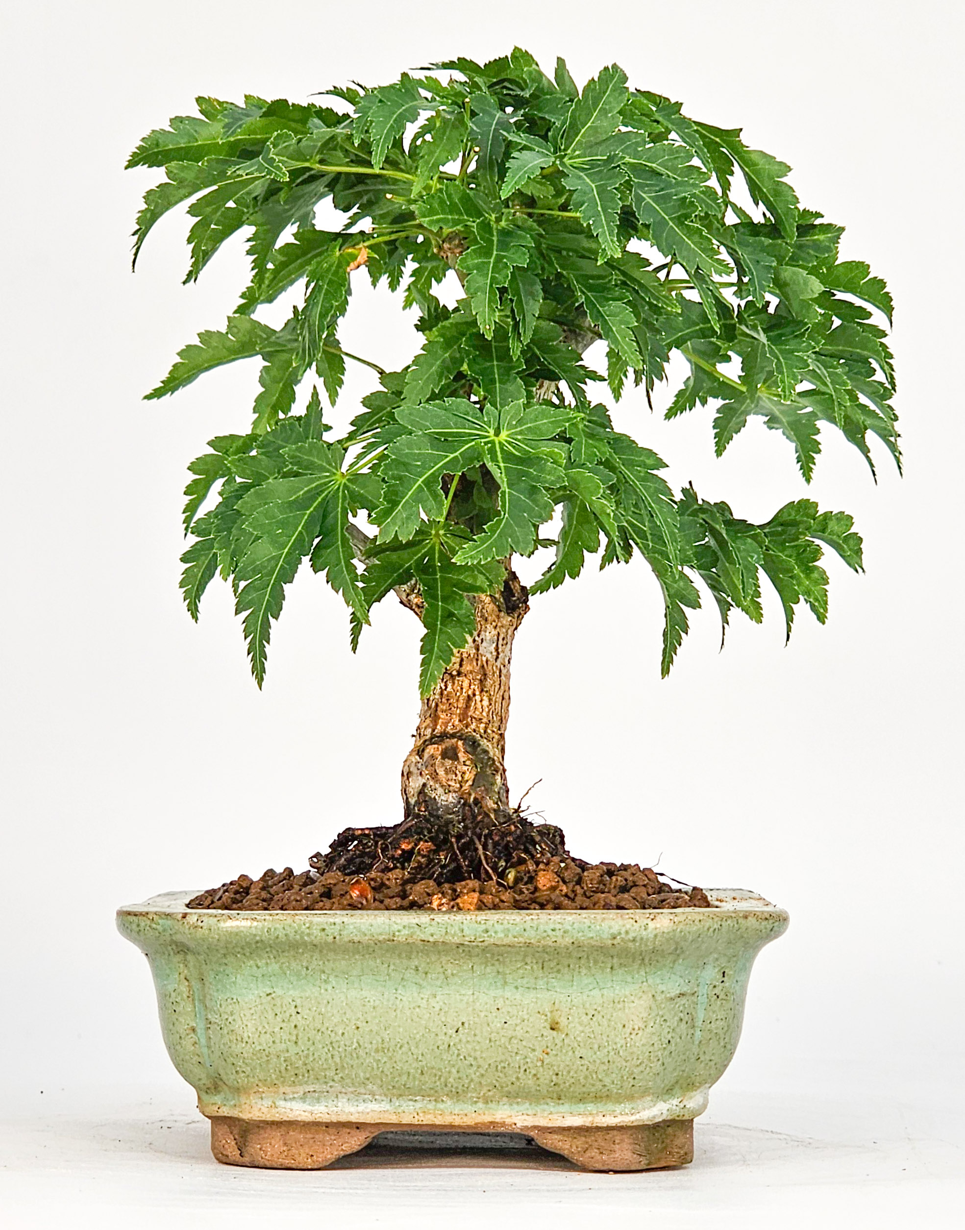 Bonsai Löwenkopfahorn- Acer palmatum Shishigashira Shohin 11cm