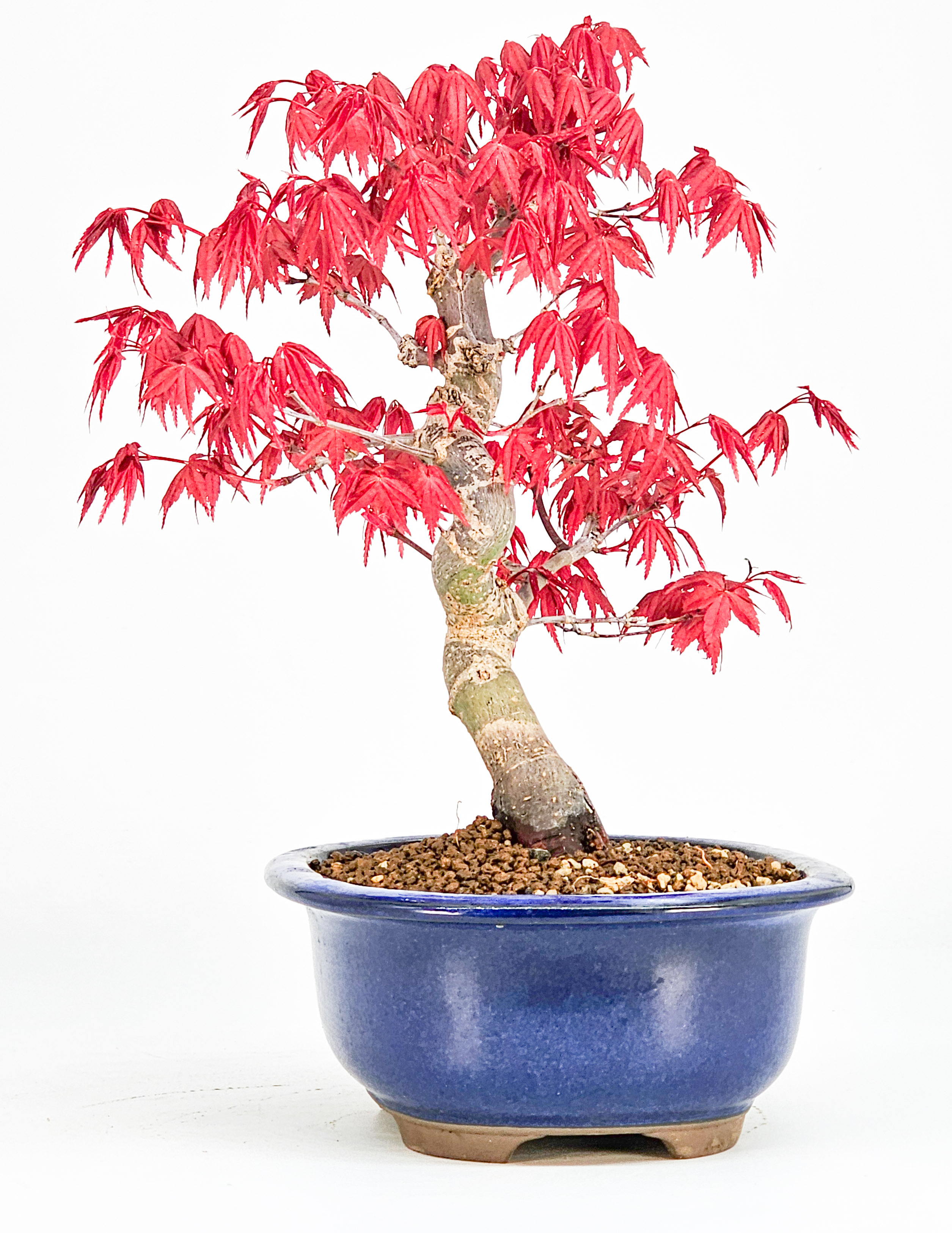 Bonsai Fächerahorn Acer palmatum Deshojo Shohin 20cm  