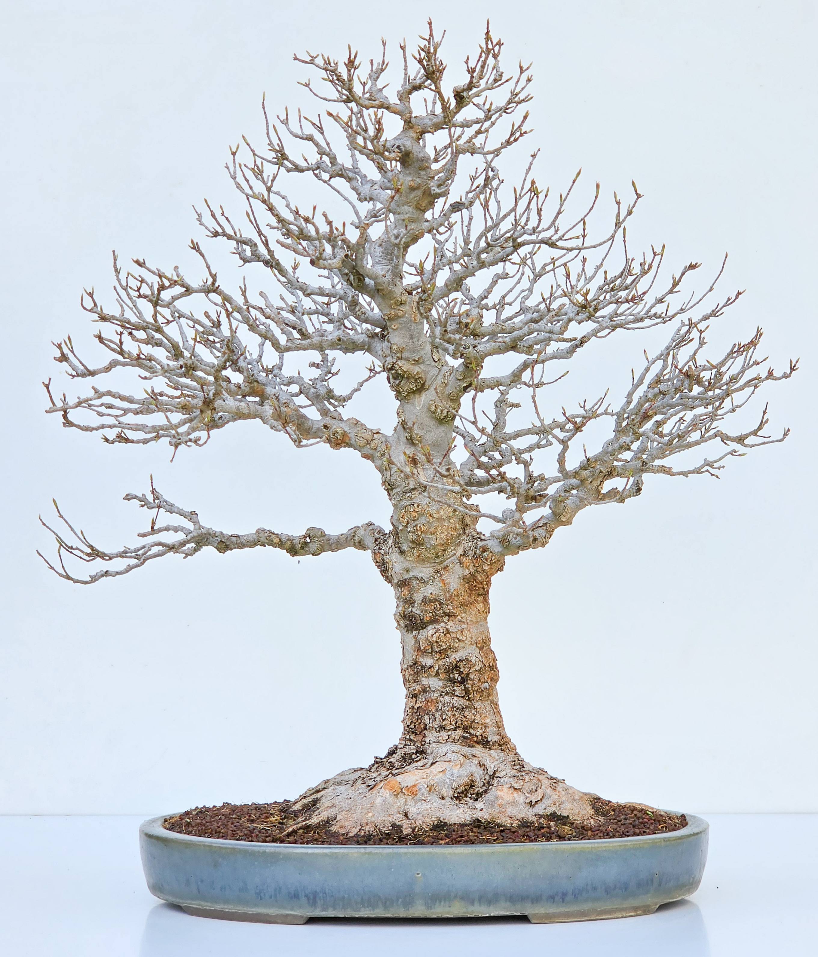 Bonsai Dreispitzahorn - Acer buergerianum Arakawa 63cm Video!! | SW13419