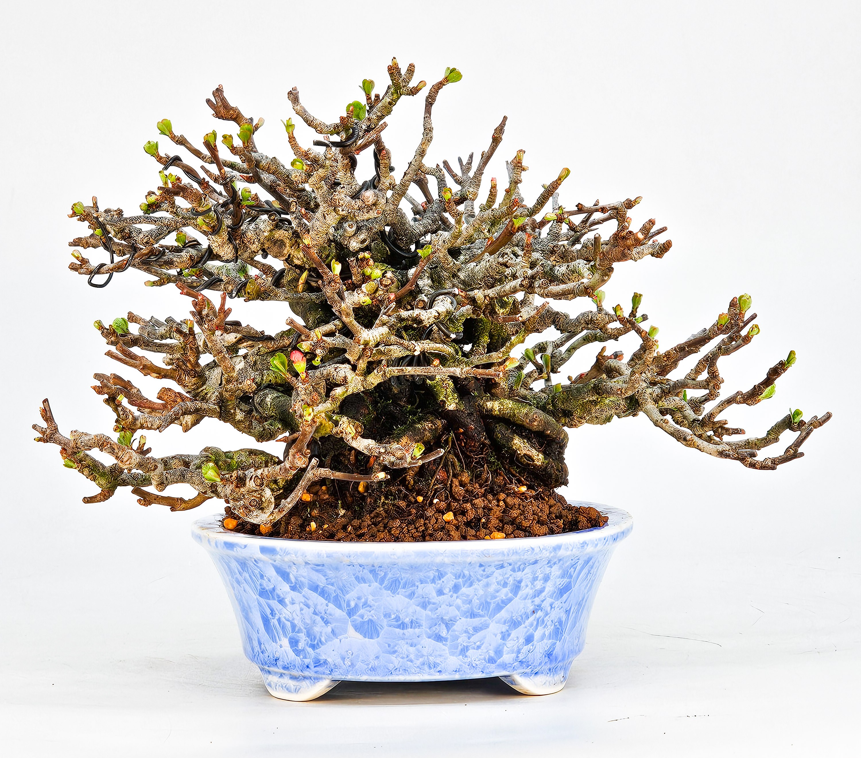 Bonsai Zierquitte - Chaenomeles - Chojubai Shohin 14cm Video!!