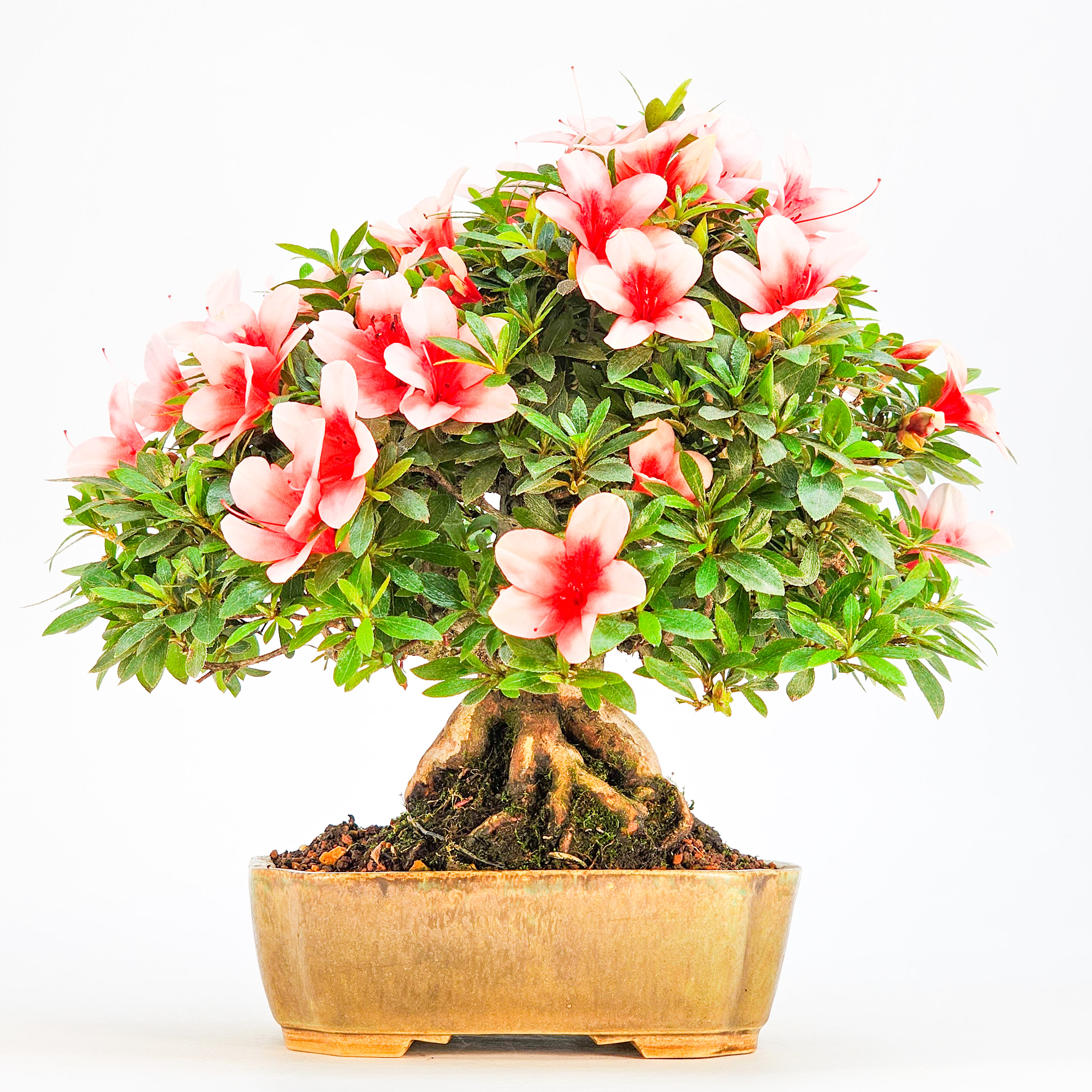 Bonsai Azalee Rhododendron indicum - Hi-no-maru - Shohin 21cm