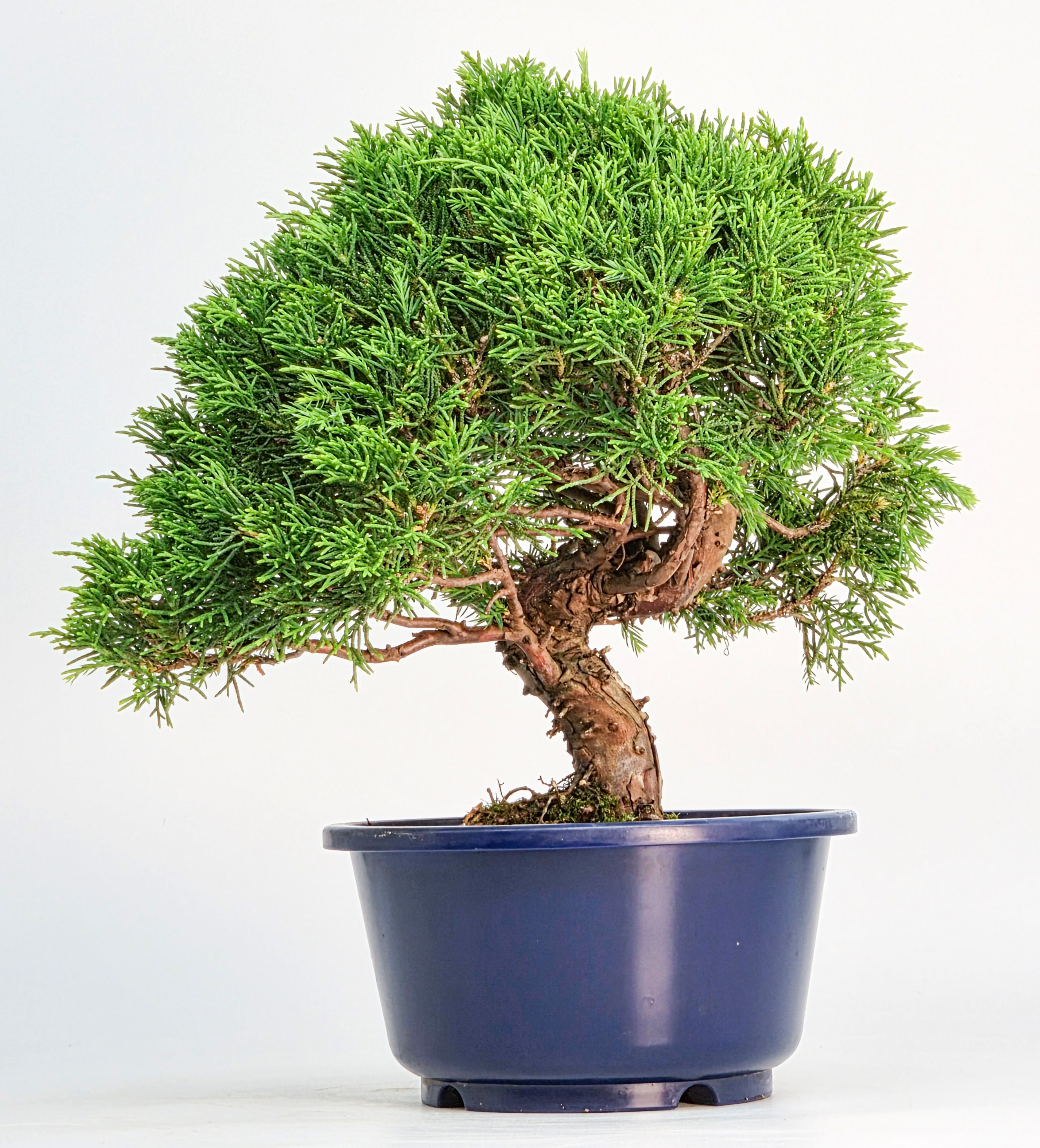 Bonsai Wacholder Juniperus chinensis shimpaku Shohin 21cm