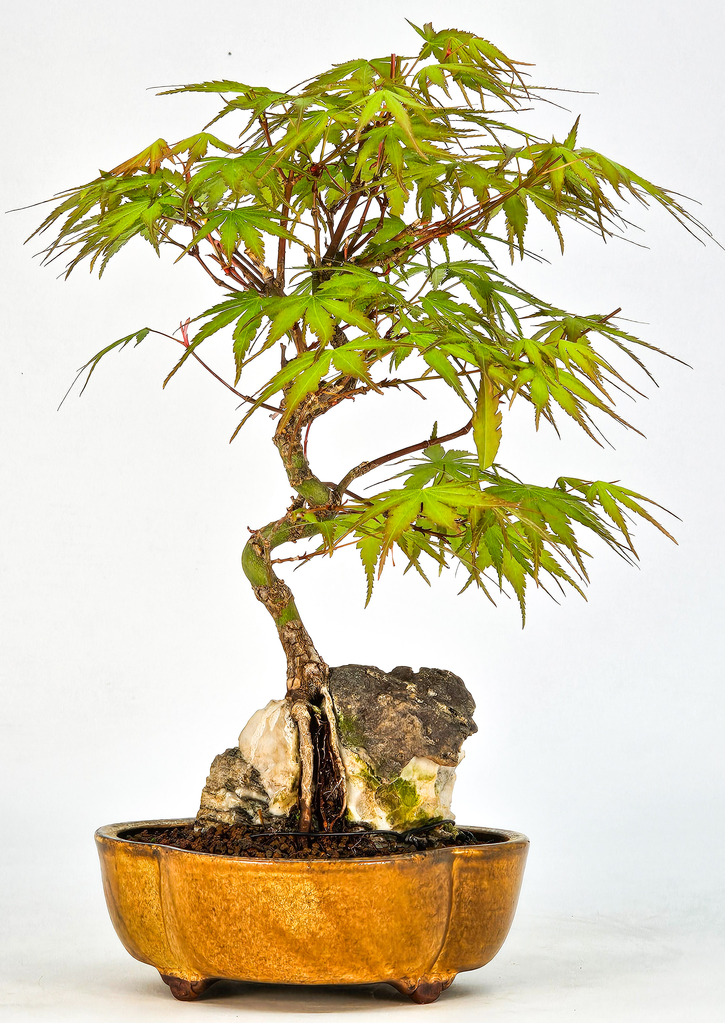 Bonsai Fächerahorn - Acer palmatum Arakawa 23cm  