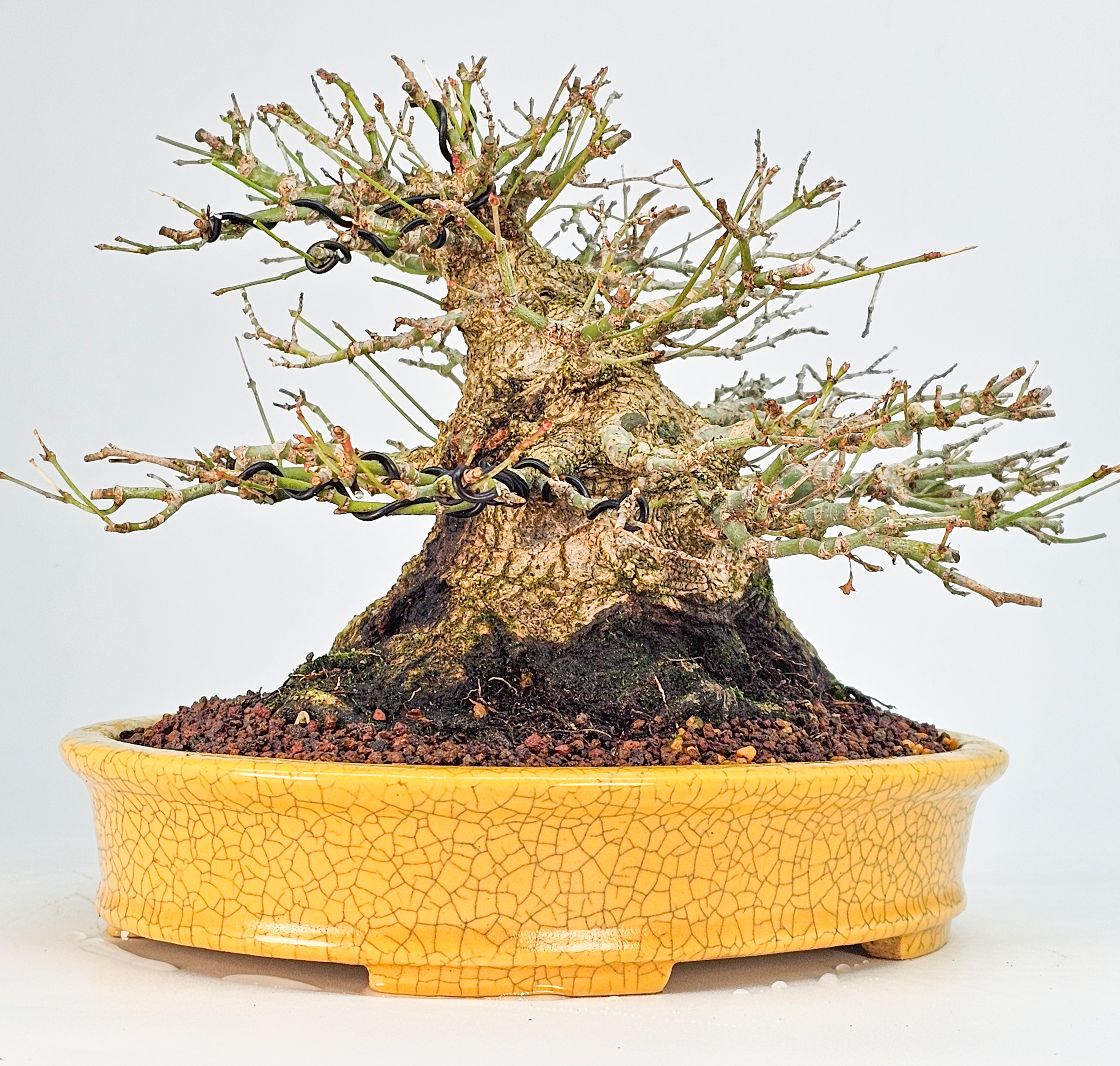 Bonsai Premium Fächerahorn - Acer palmatum Shohin 21cm 