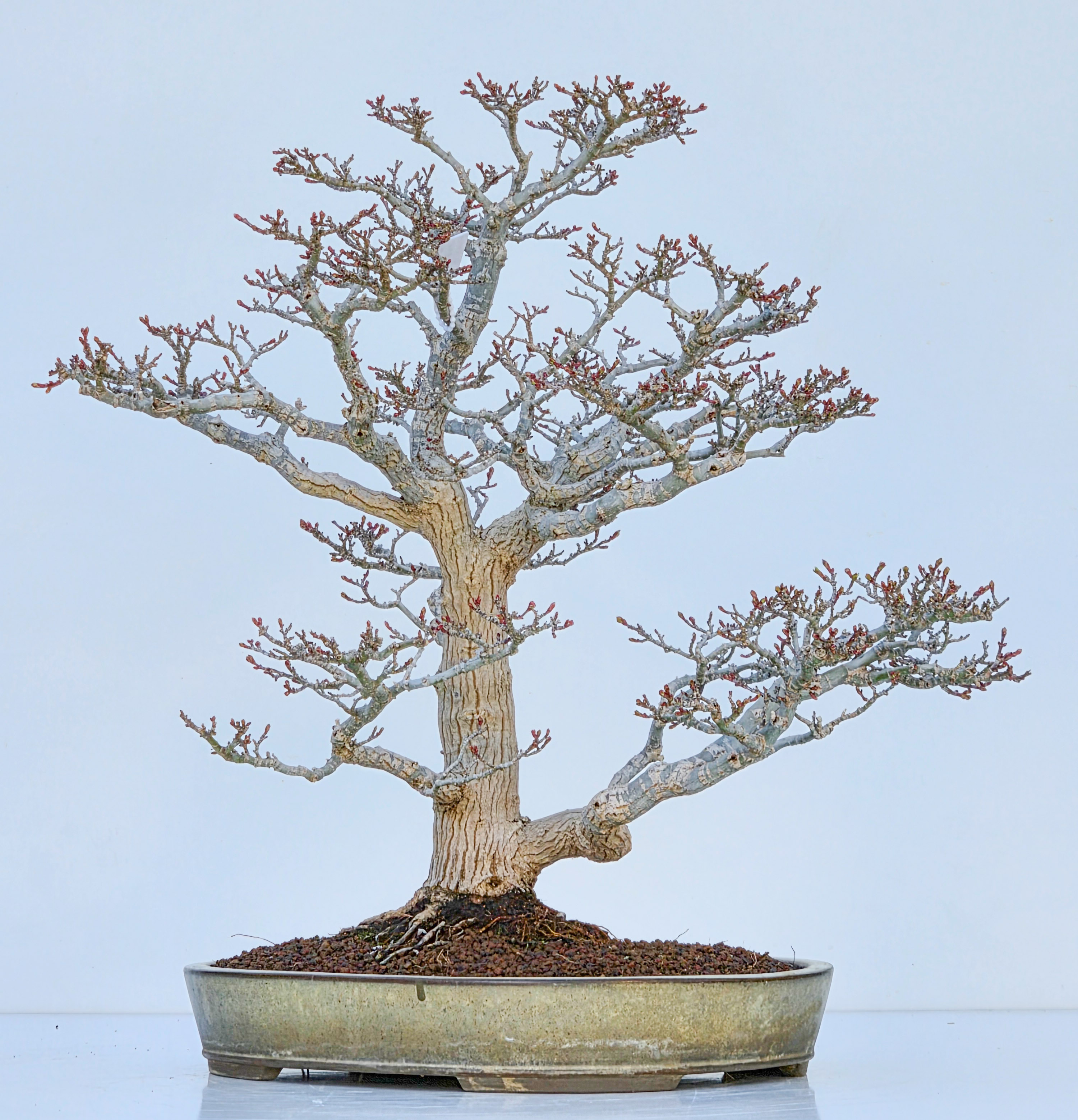 Bonsai Premium Löwenkopfahorn- Acer palmatum Shishigashira 47cm Video!!