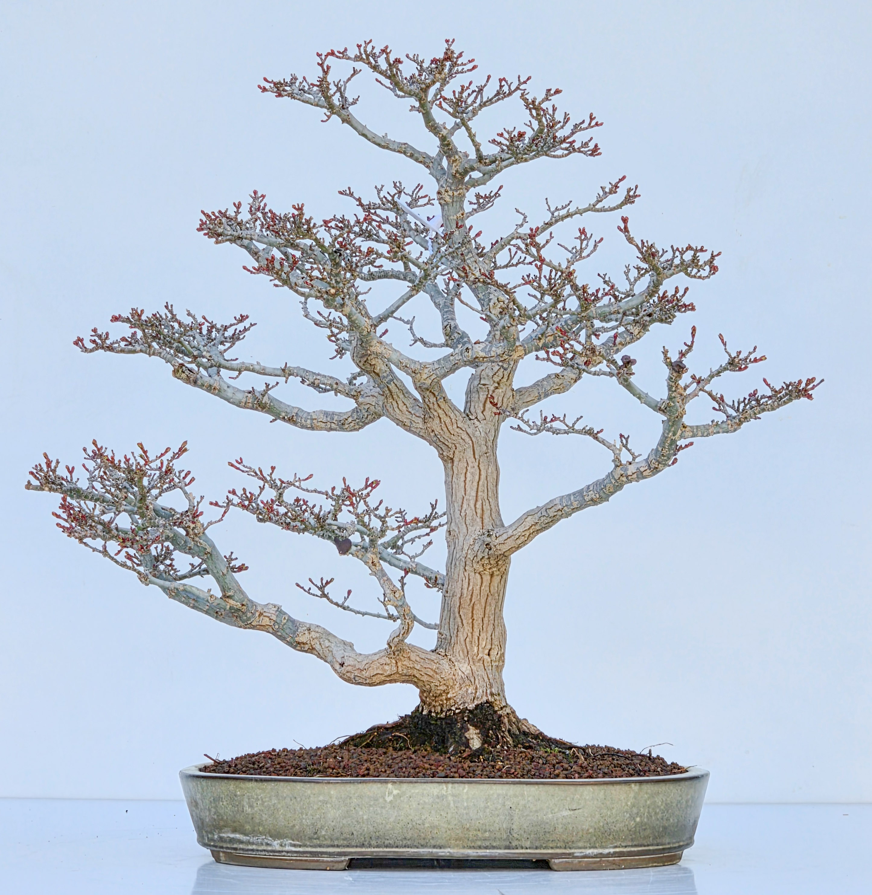 salix alba bonsai Boyd's Willow