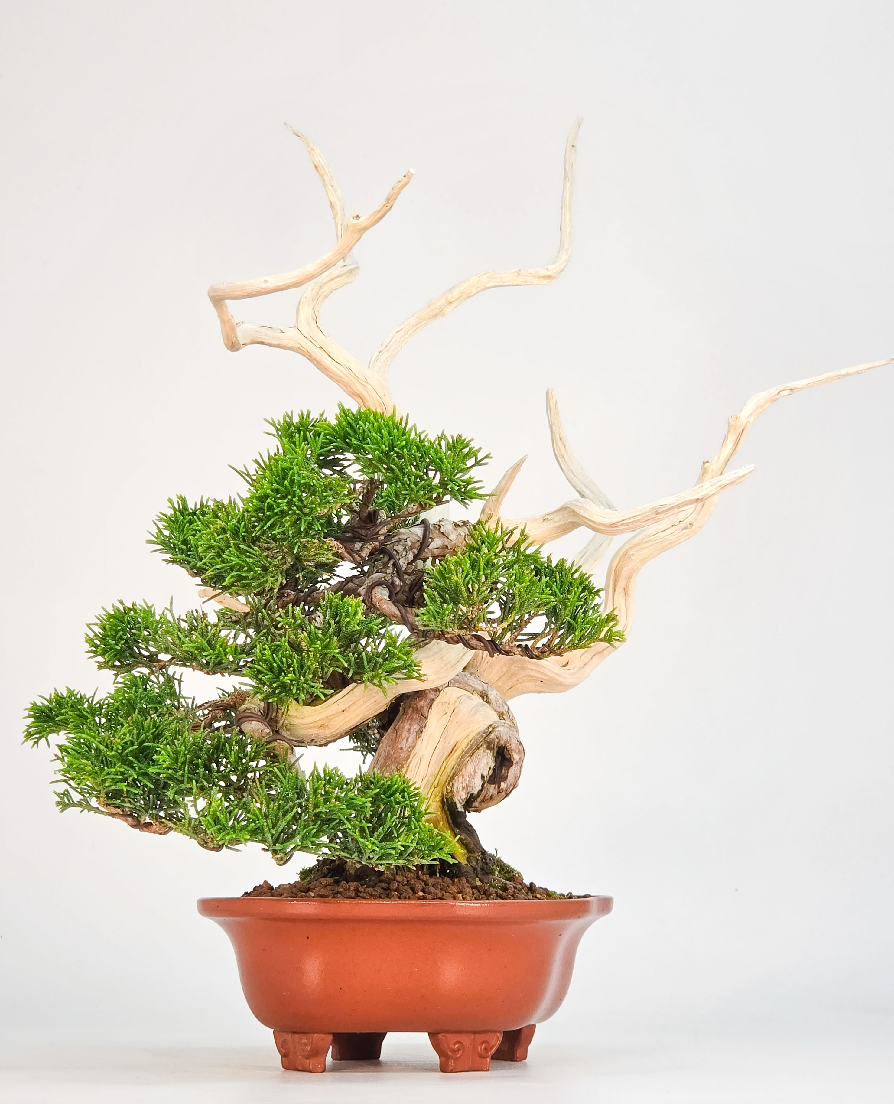 Bonsai Premium Wacholder - Juniperus chinensis 13/30cm Video!!