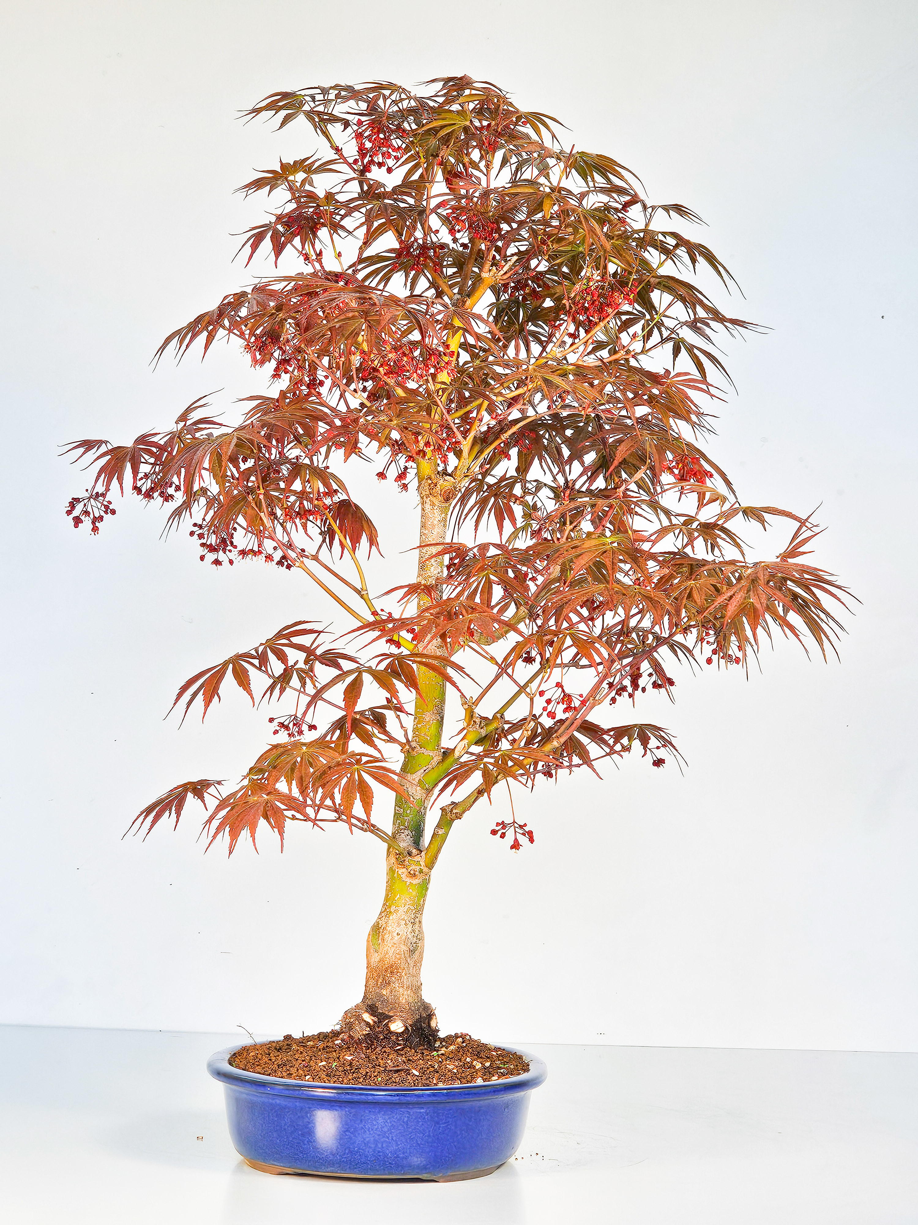Bonsai Fächerahorn - Acer palmatum Tsuma beni 52cm 