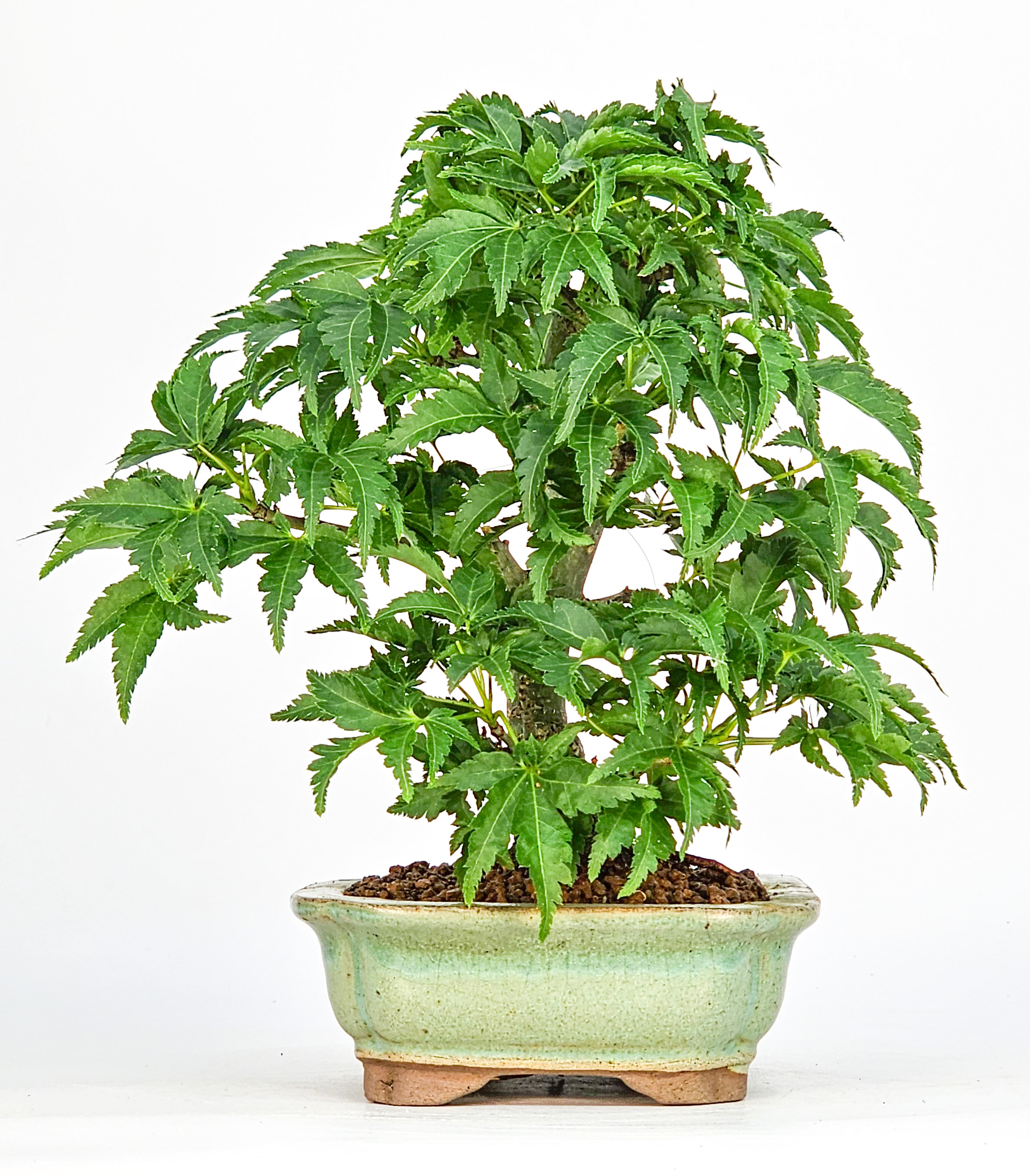 Bonsai Löwenkopfahorn- Acer palmatum Shishigashira Shohin 14cm
