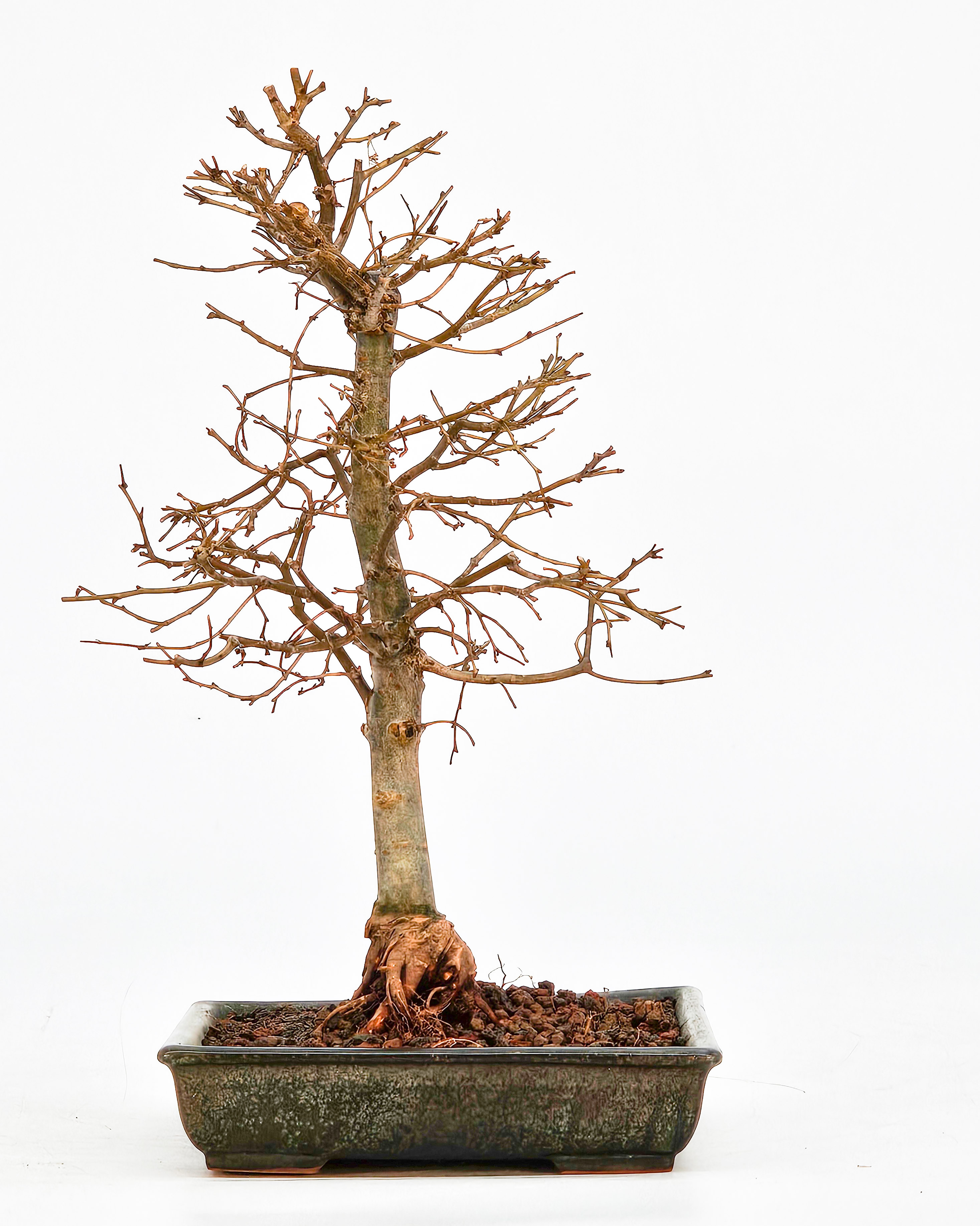 Bonsai Zelkova serrata Shohin 18,5cm