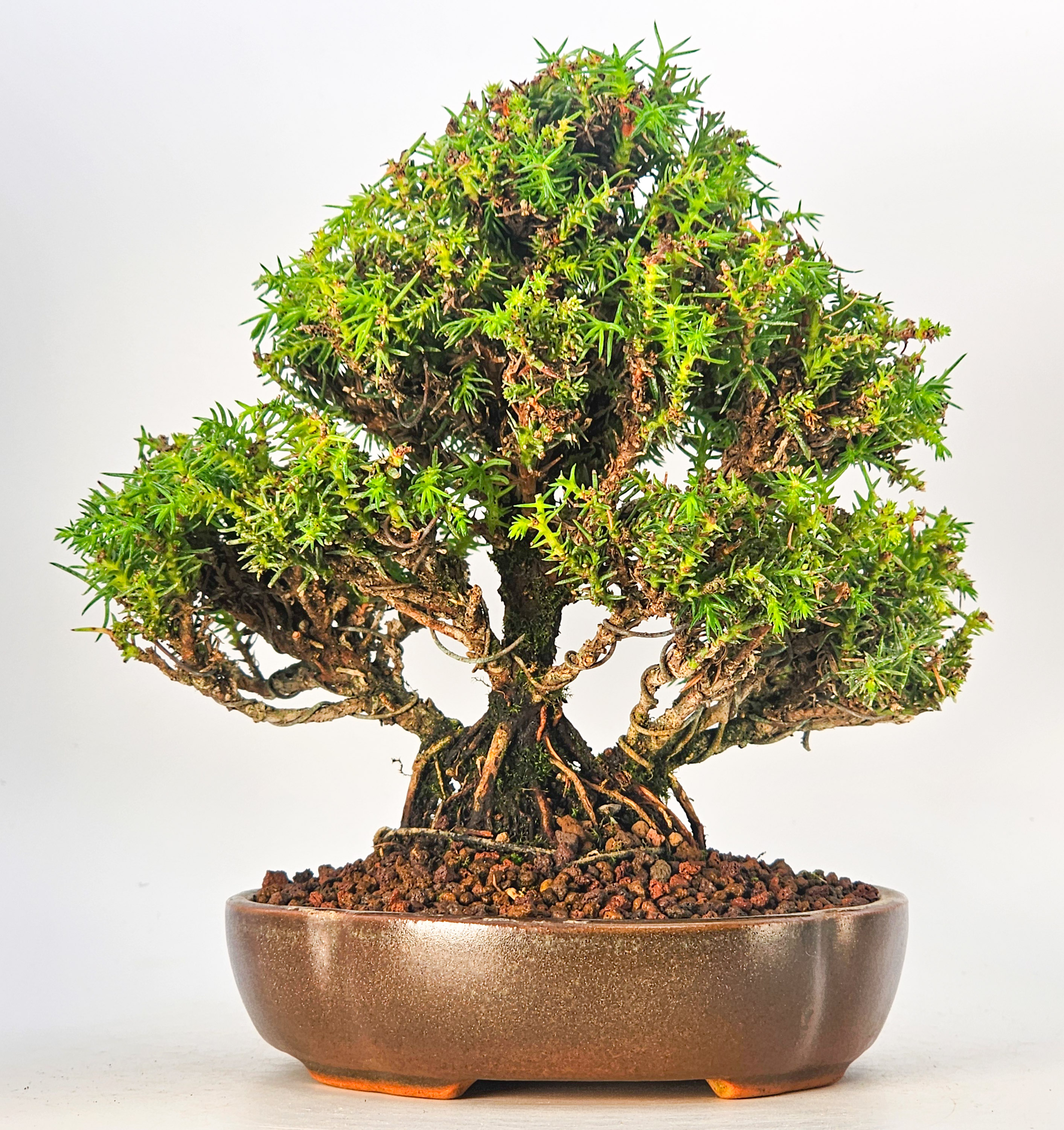 Bonsai Sicheltanne Cryptomeria Japonica Shohin 12cm