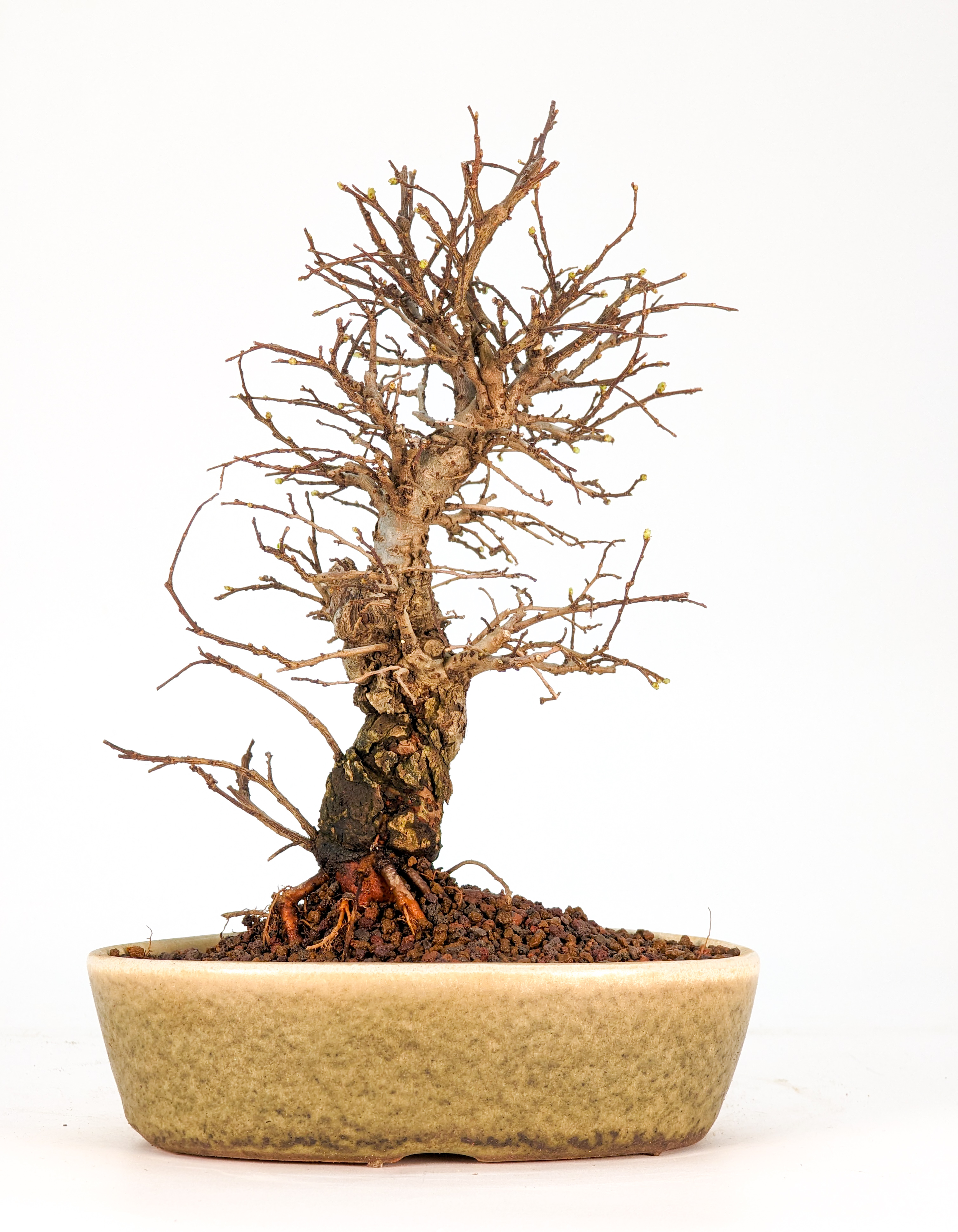 Bonsai Ulmus parvifolia - Japanische Ulme Shohin 16cm