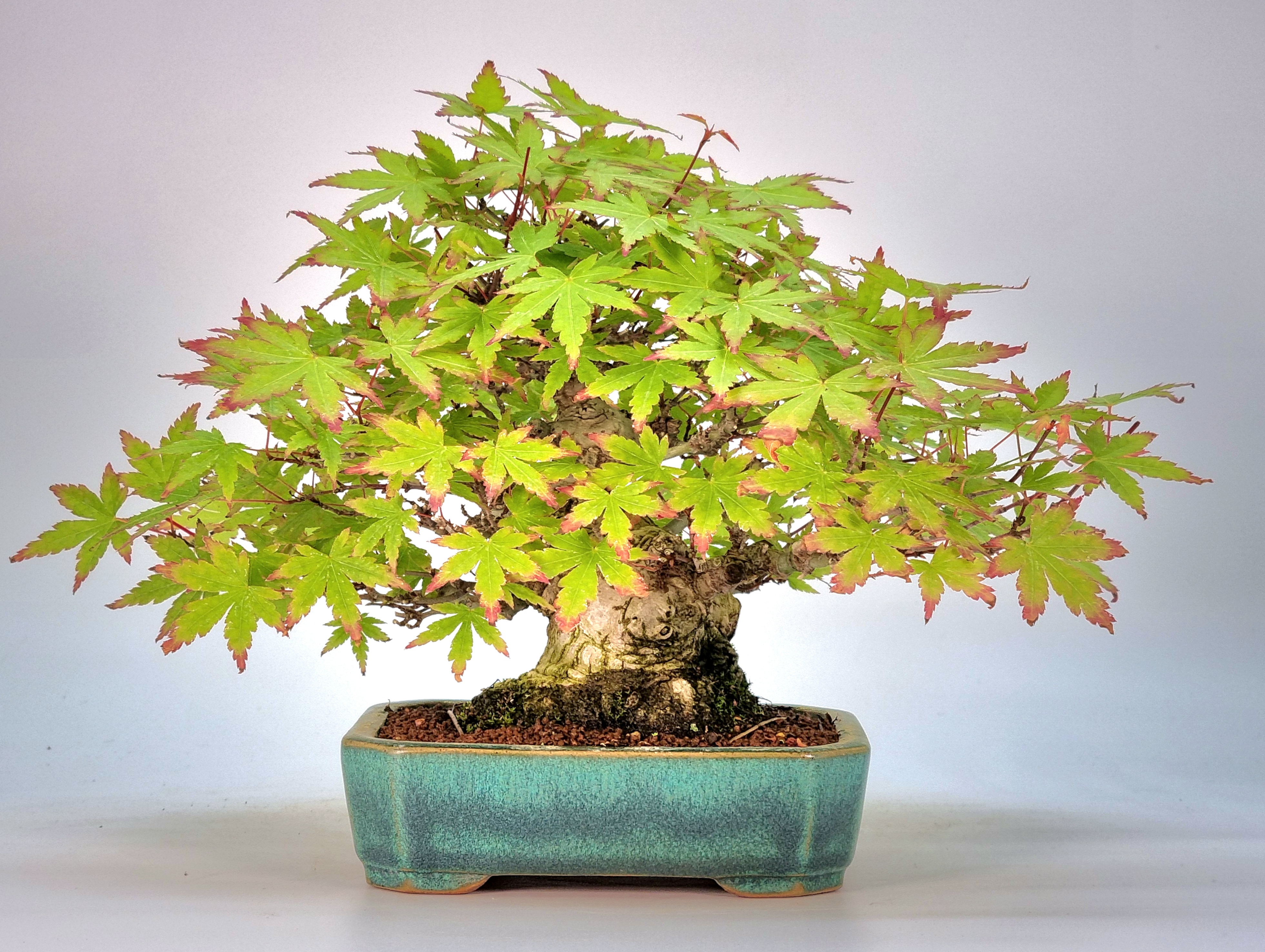 Bonsai Fächerahorn - Acer palmatum Yamamomiji Shohin 13cm    