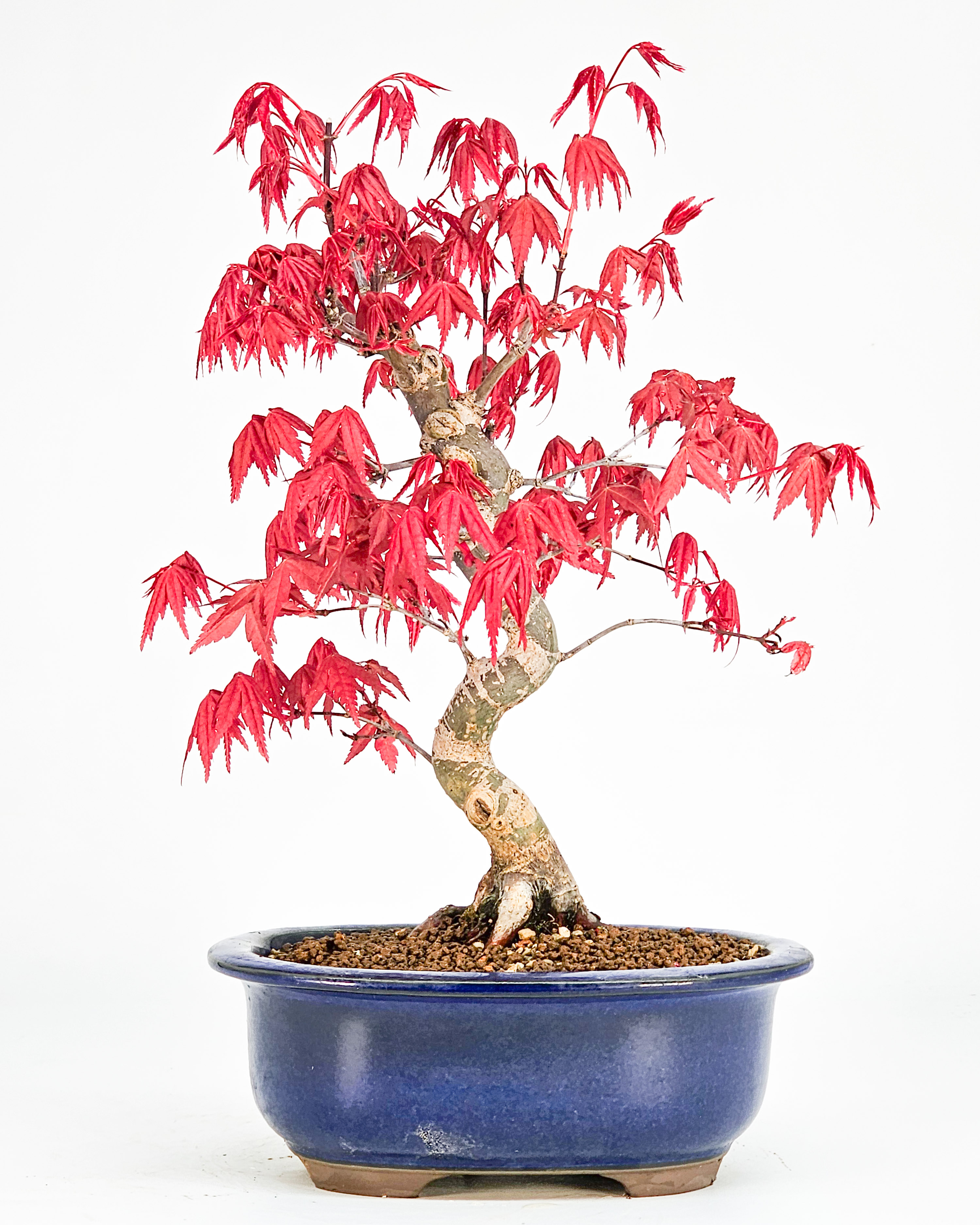 Bonsai Fächerahorn Acer palmatum Deshojo Shohin 21cm 