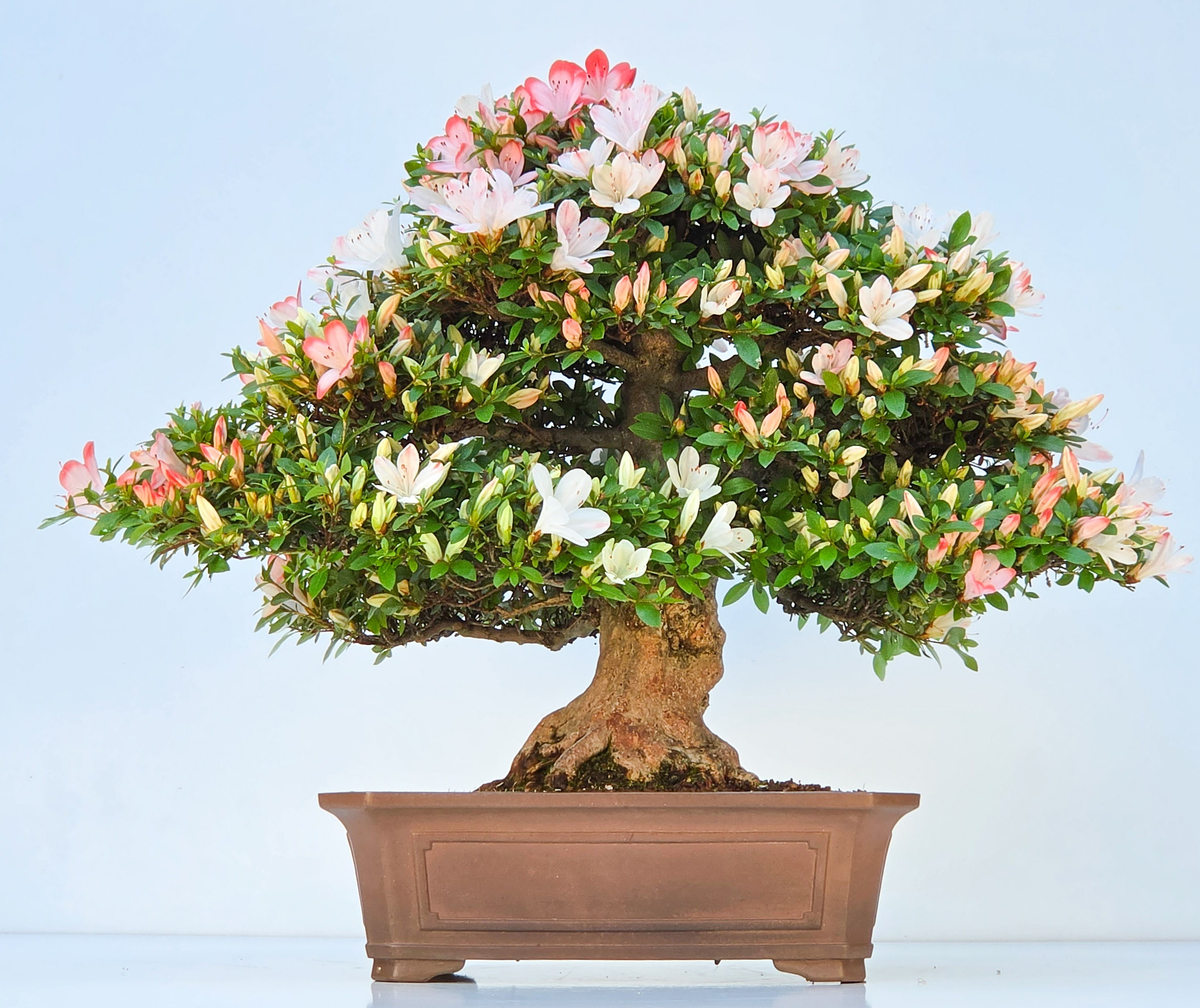 Bonsai Azalee Rhododendron indicum - Irodori 40cm