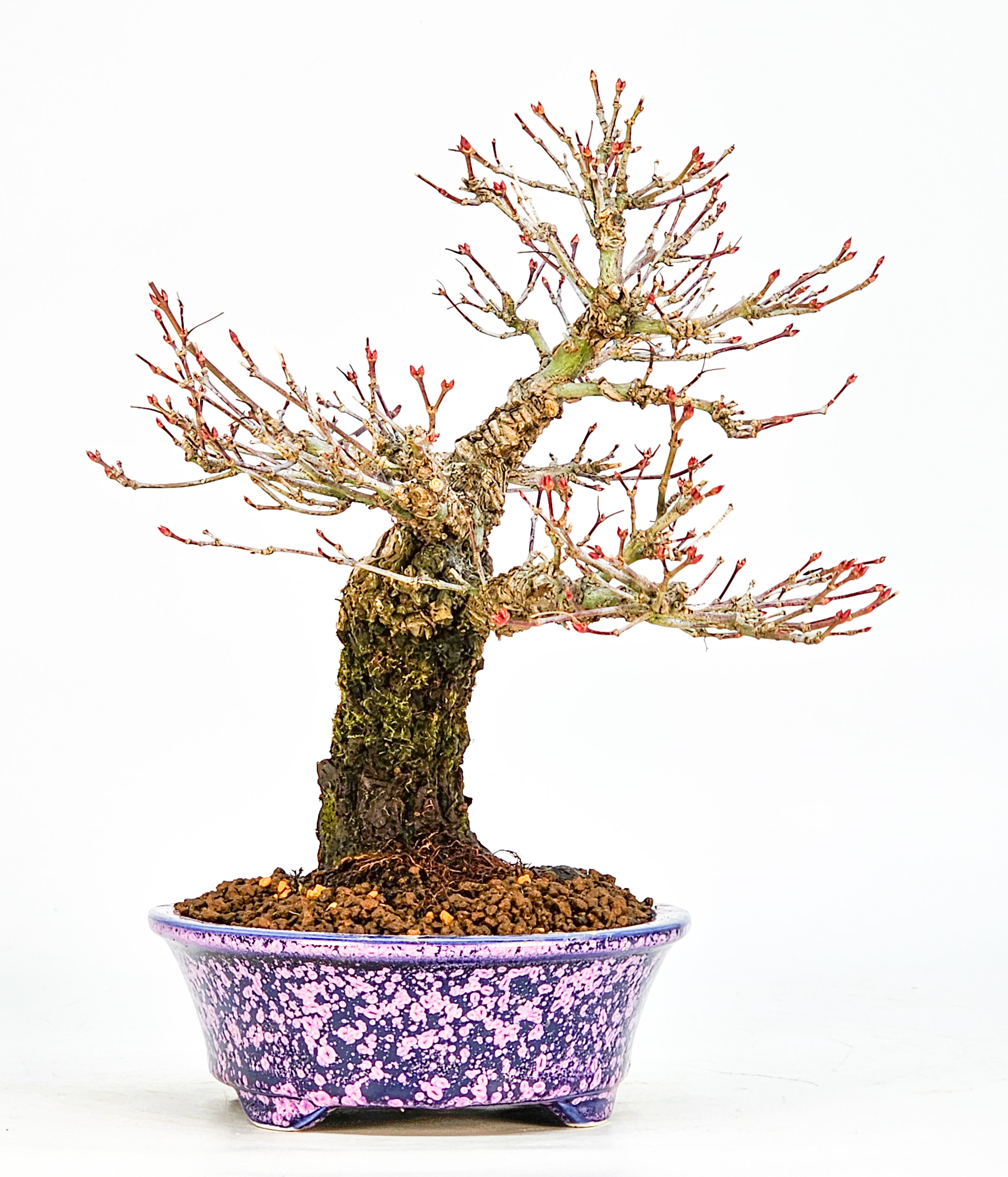 Bonsai Fächerahorn - Acer palmatum Arakawa Shohin 21cm Bonsai Fächerahorn - Acer palmatum Arakawa Shohin 21cm