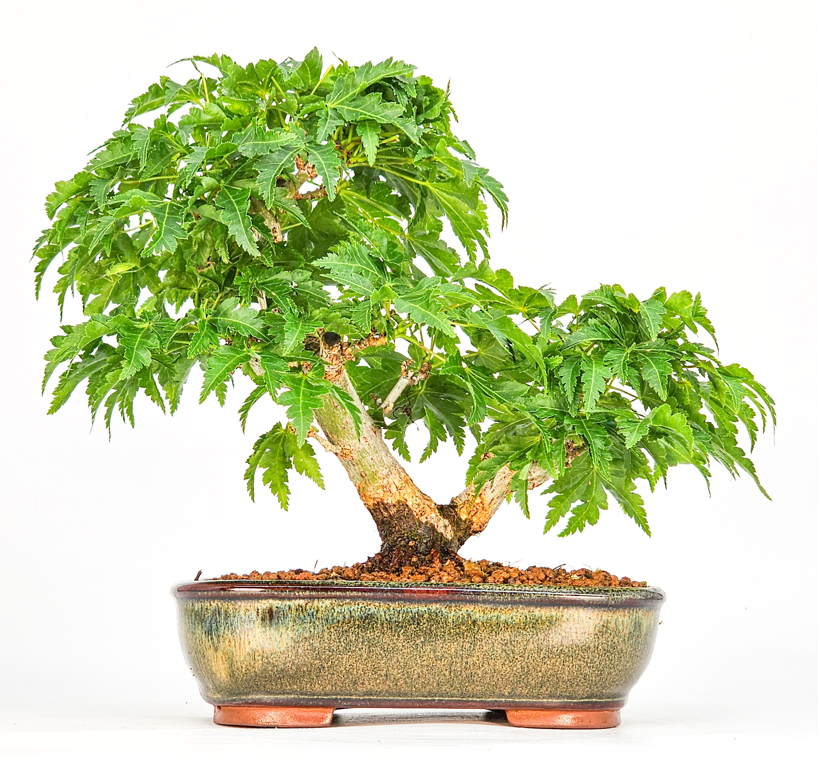 Bonsai Löwenkopfahorn- Acer palmatum Shishigashira Shohin 14cm