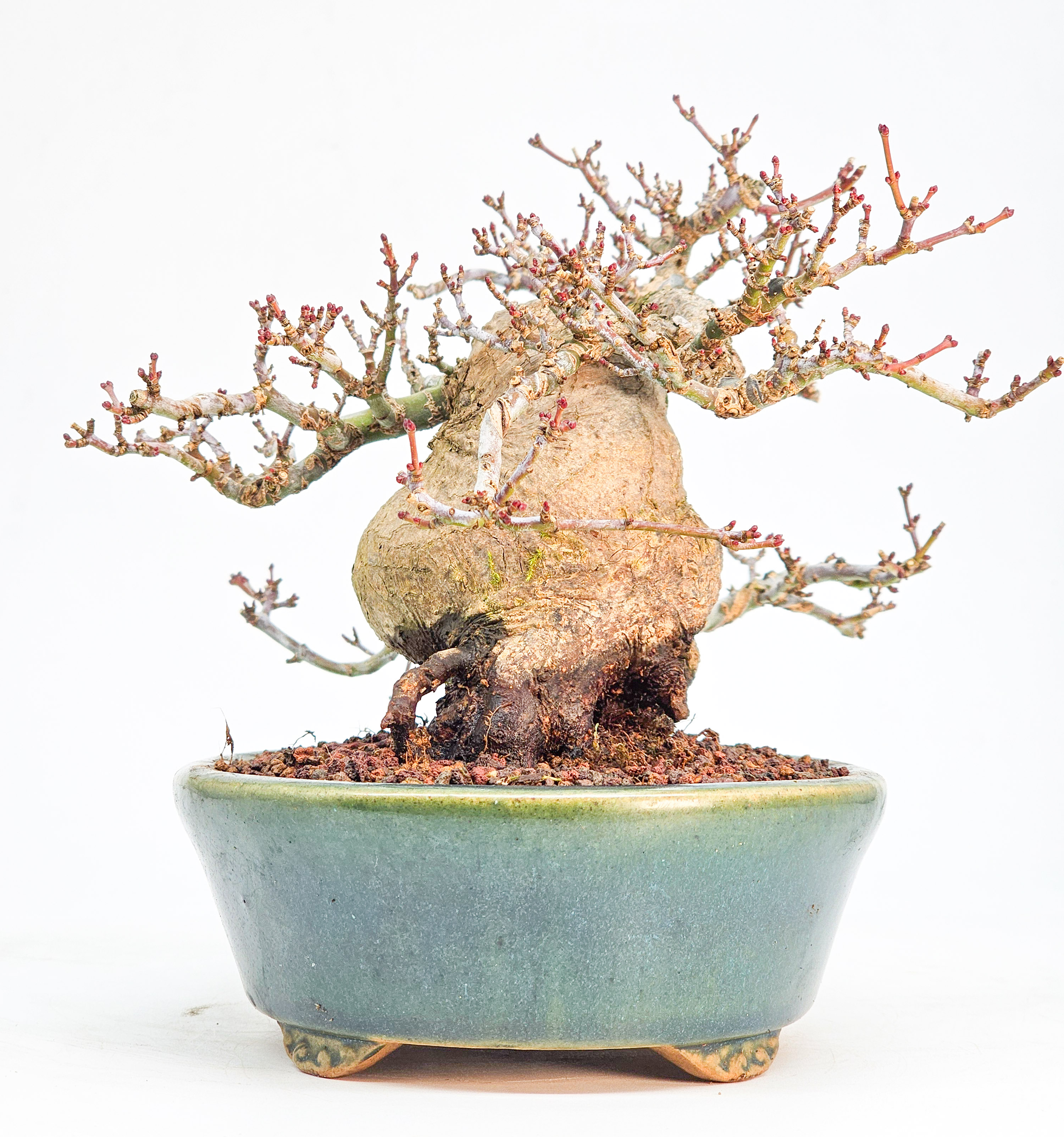 Bonsai Premium Löwenkopfahorn - Acer palmatum Shishigashira Shohin 14cm 