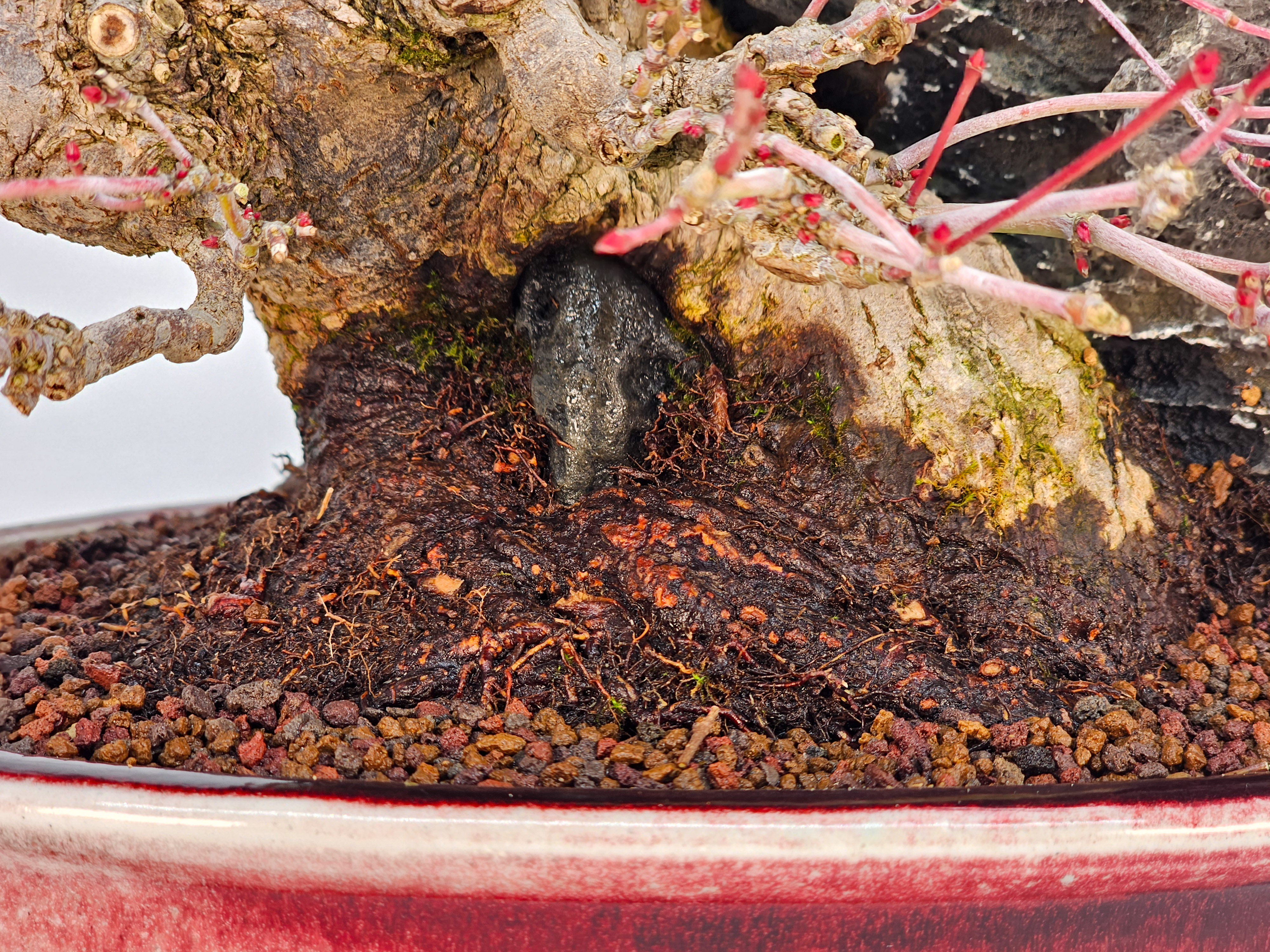Bonsai Premium Fächerahorn - Acer palmatum Ishizuki Shohin 21cm