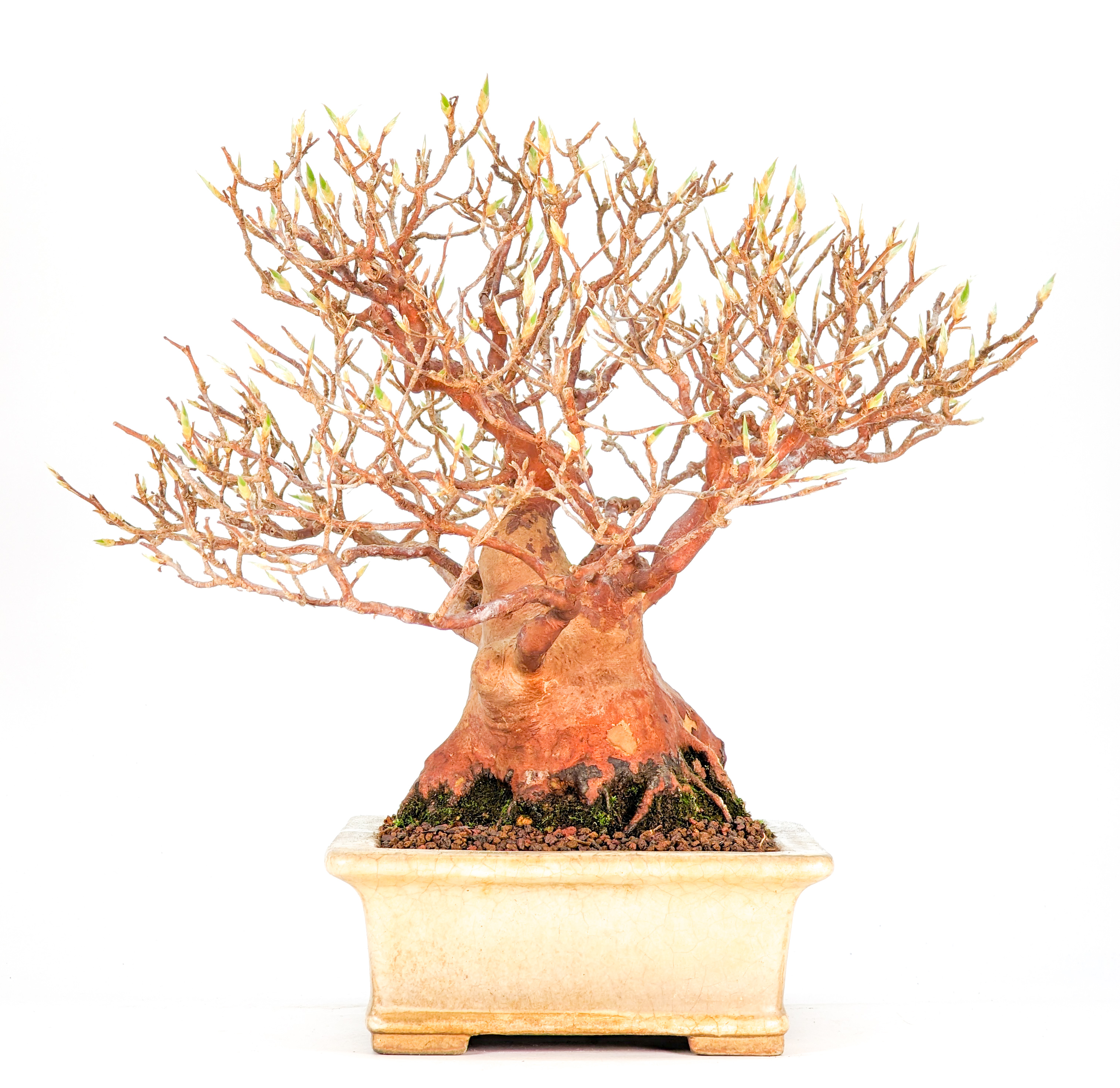 Bonsai Scheinkamelie - Stewartie 24cm Bonsai Scheinkamelie - Stewartie 24cm
