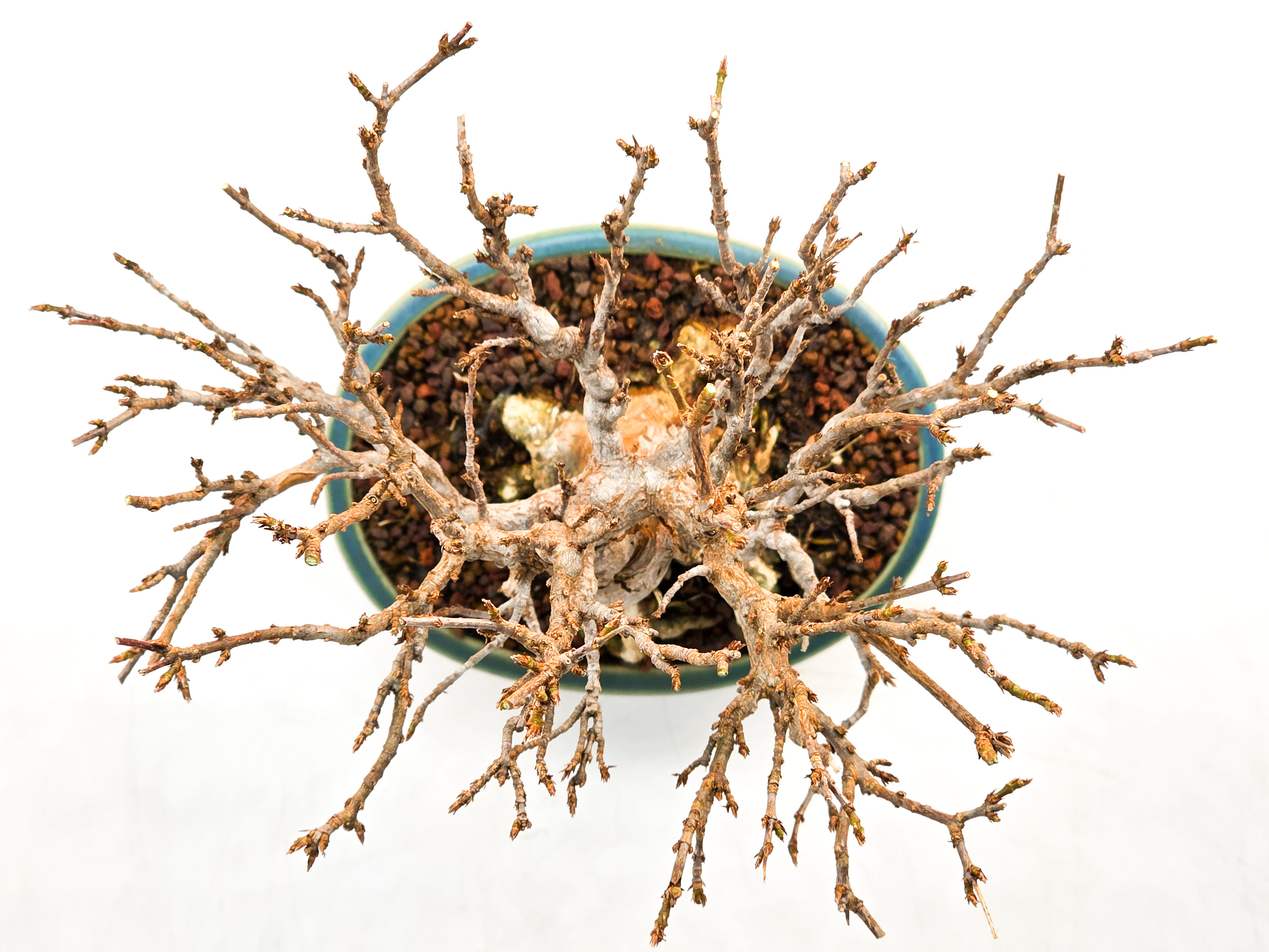 Bonsai Dreispitzahorn - Acer buergerianum 17cm