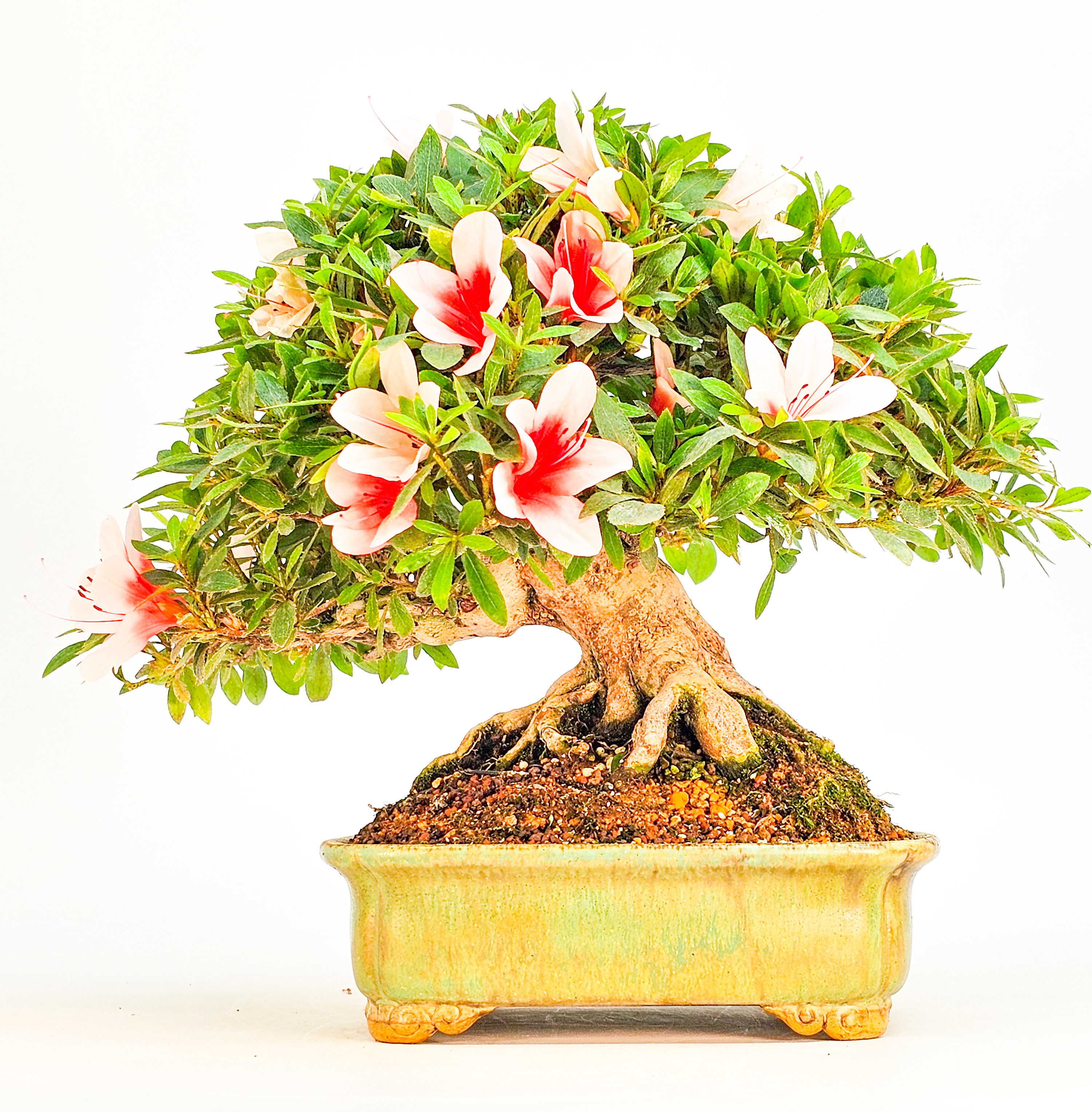 Bonsai Azalee Rhododendron indicum - Hi-no-maru - Shohin 19,5cm - Video!! Bonsai Azalee Rhododendron indicum - Hi-no-maru - Shohin 19,5cm - Video!!