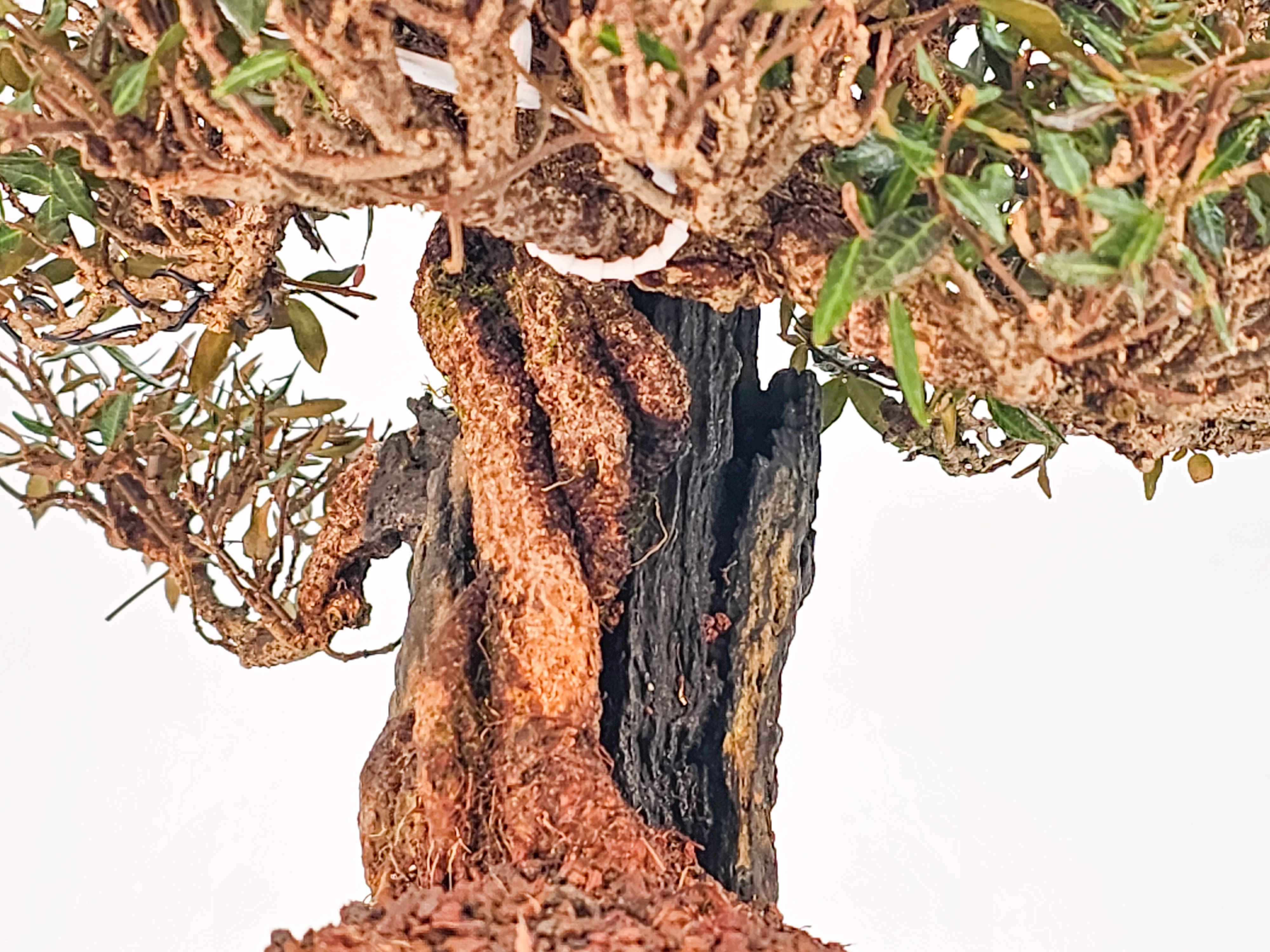 Bonsai Premium Sternjasmin - Trachelospermum asiaticum Ishizuki 24,5cm  