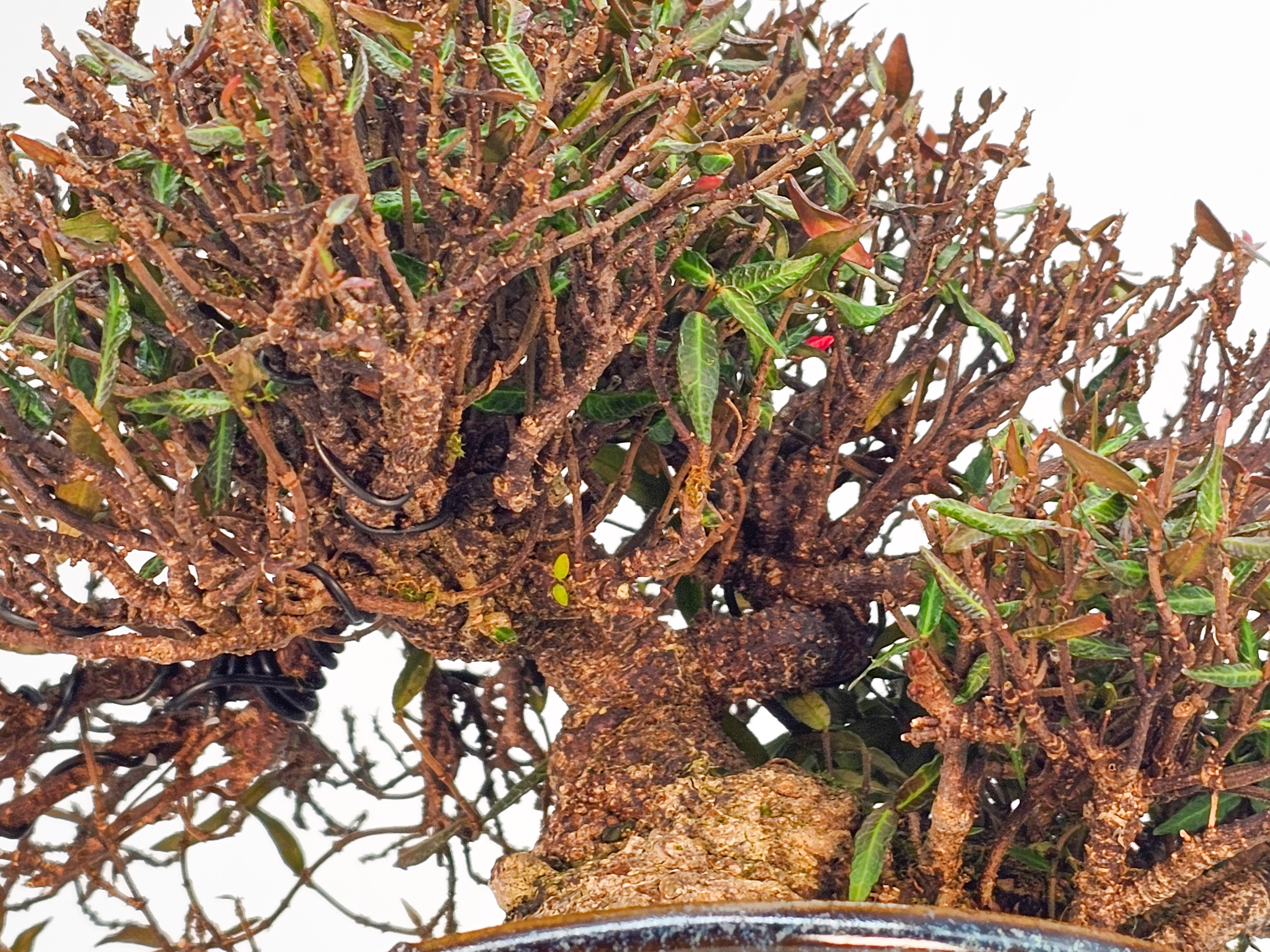Bonsai Sternjasmin - Trachelospermum asiaticum Shohin 16cm 