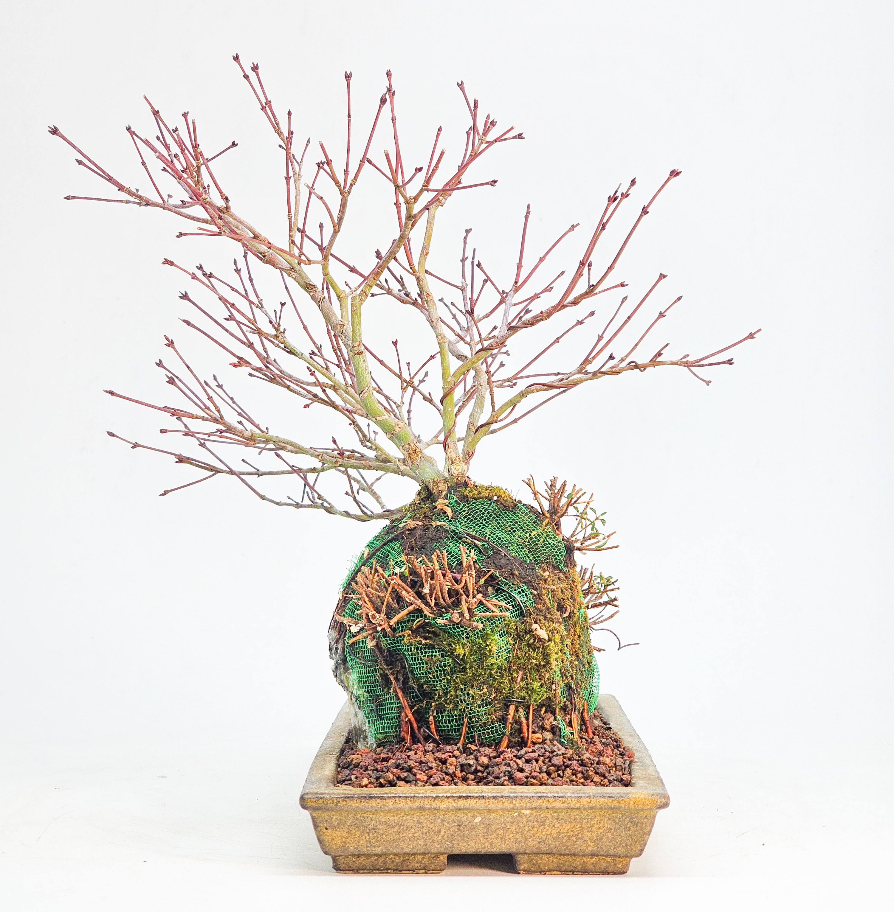 Bonsai Fächerahorn - Acer palmatum Tamahime Ishizuki Shohin 15cm
