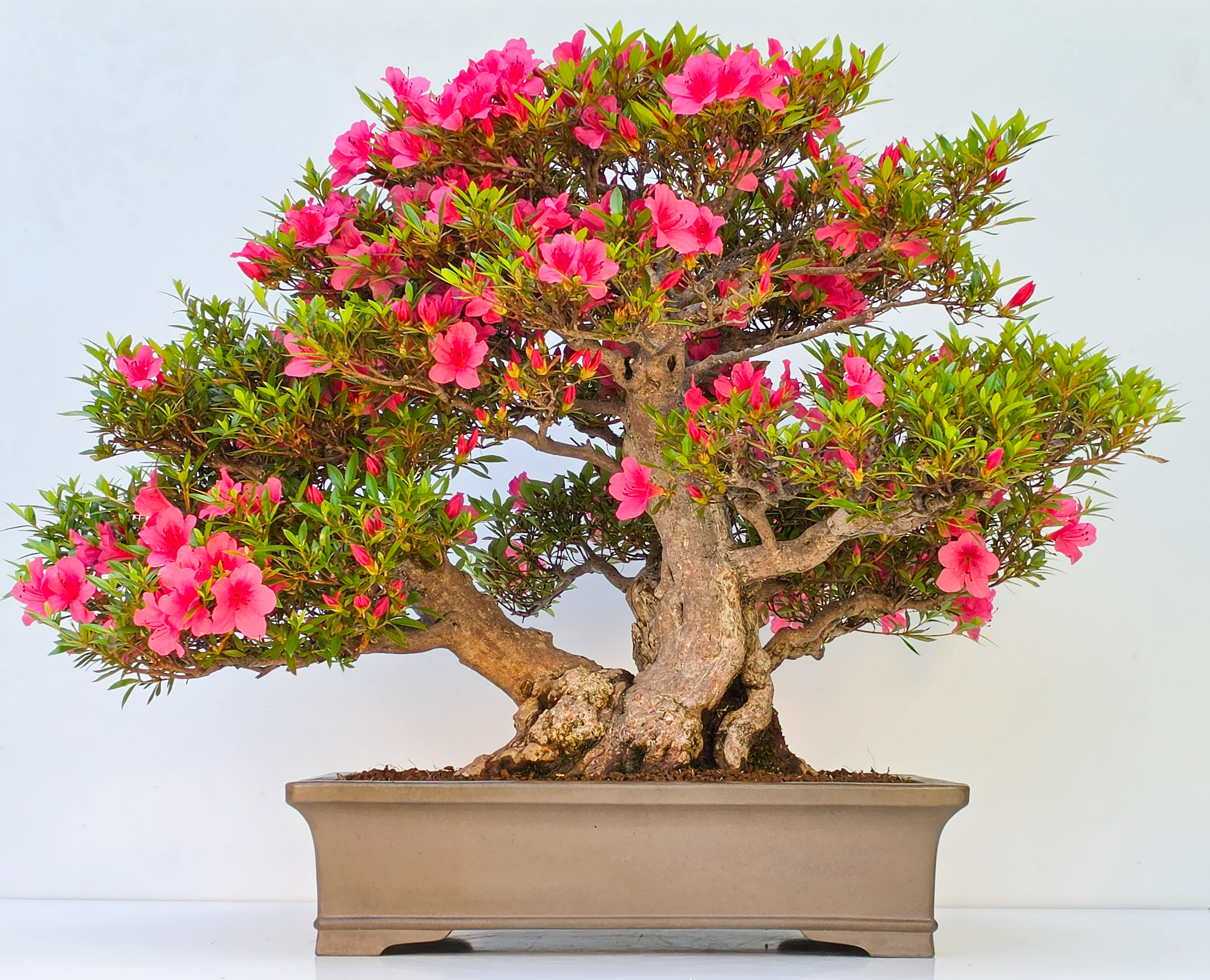 Bonsai Azalee -  Rhododendron indicum 60cm