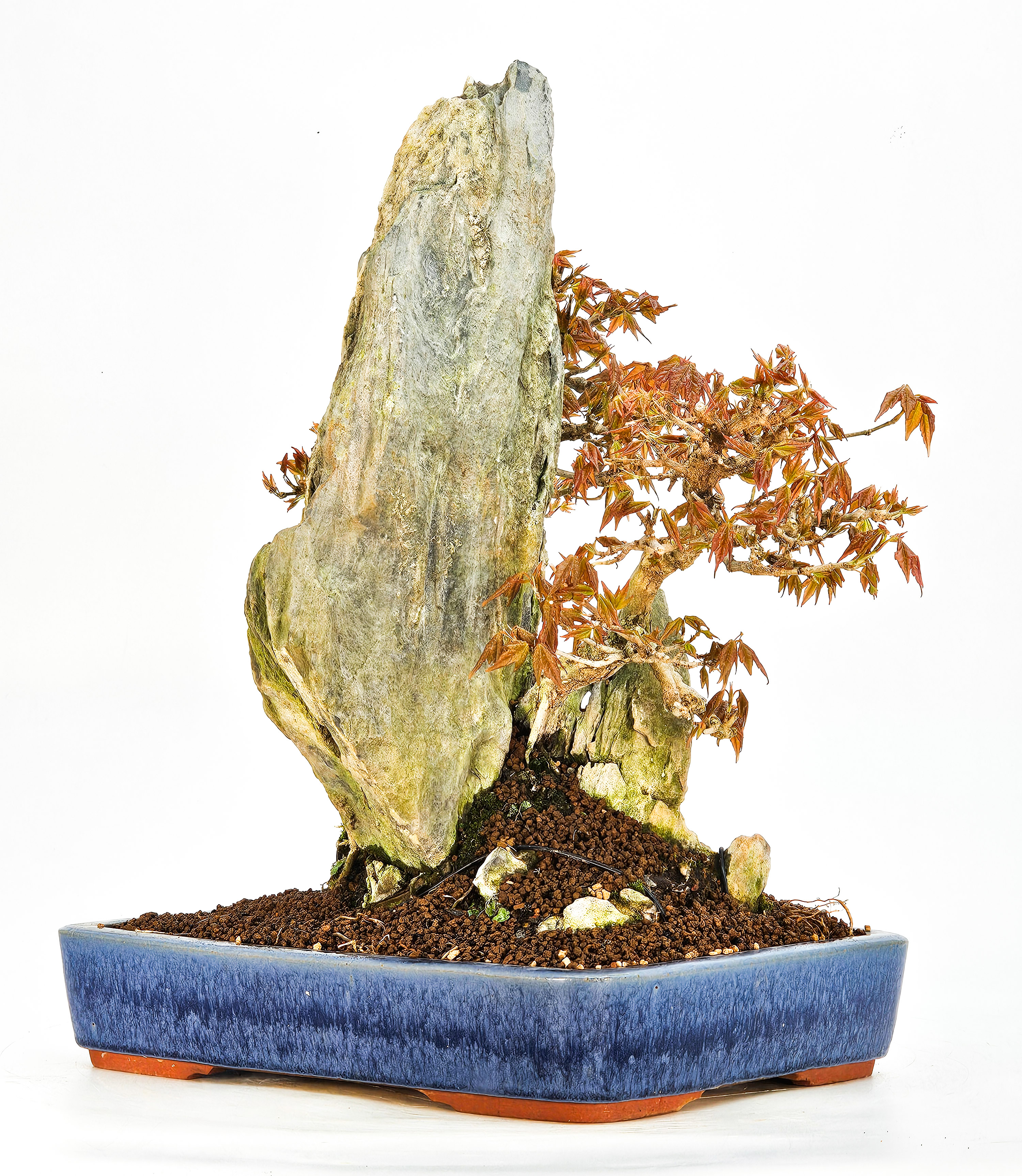 Bonsai Dreispitzahorn - Acer buergerianum Ishizuki 27/36cm